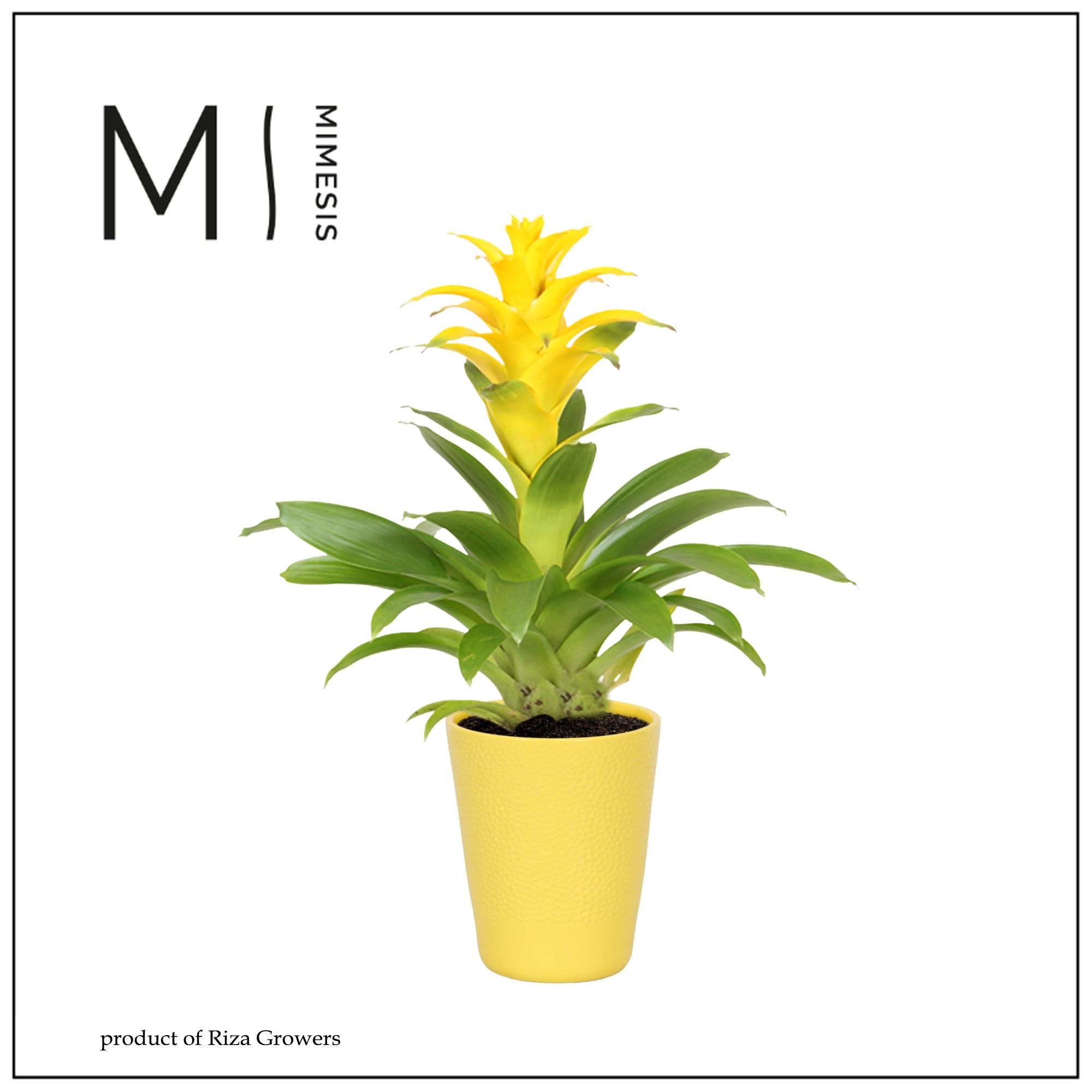 Guzmania Diana - 13cm in Florence | Mimesis, D 12