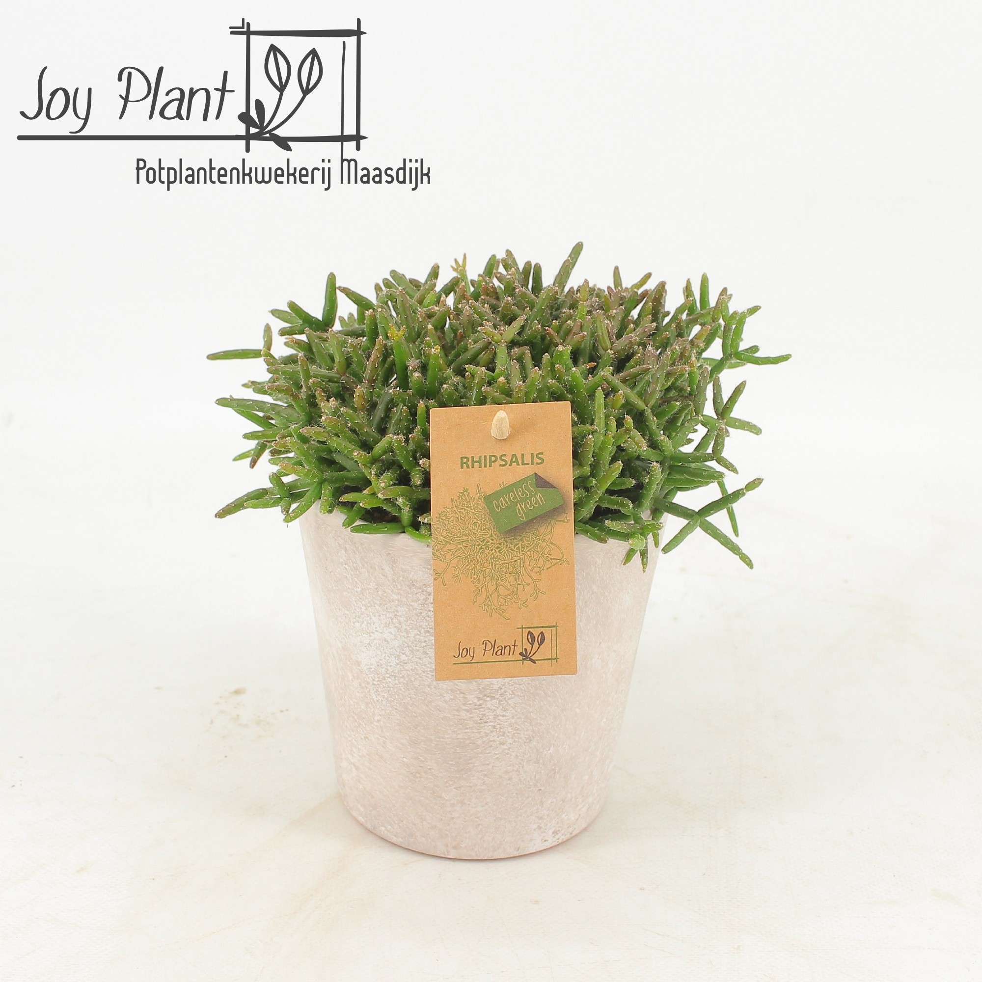 Rhipsalis burchelli in keramiek Amy, D 12,5