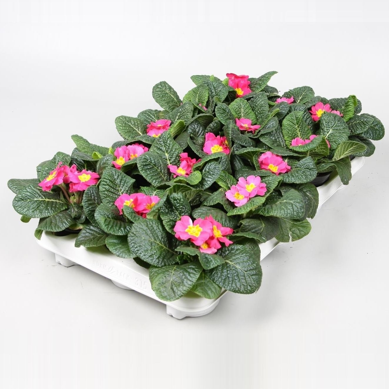 Primula ROZE, D 10,5