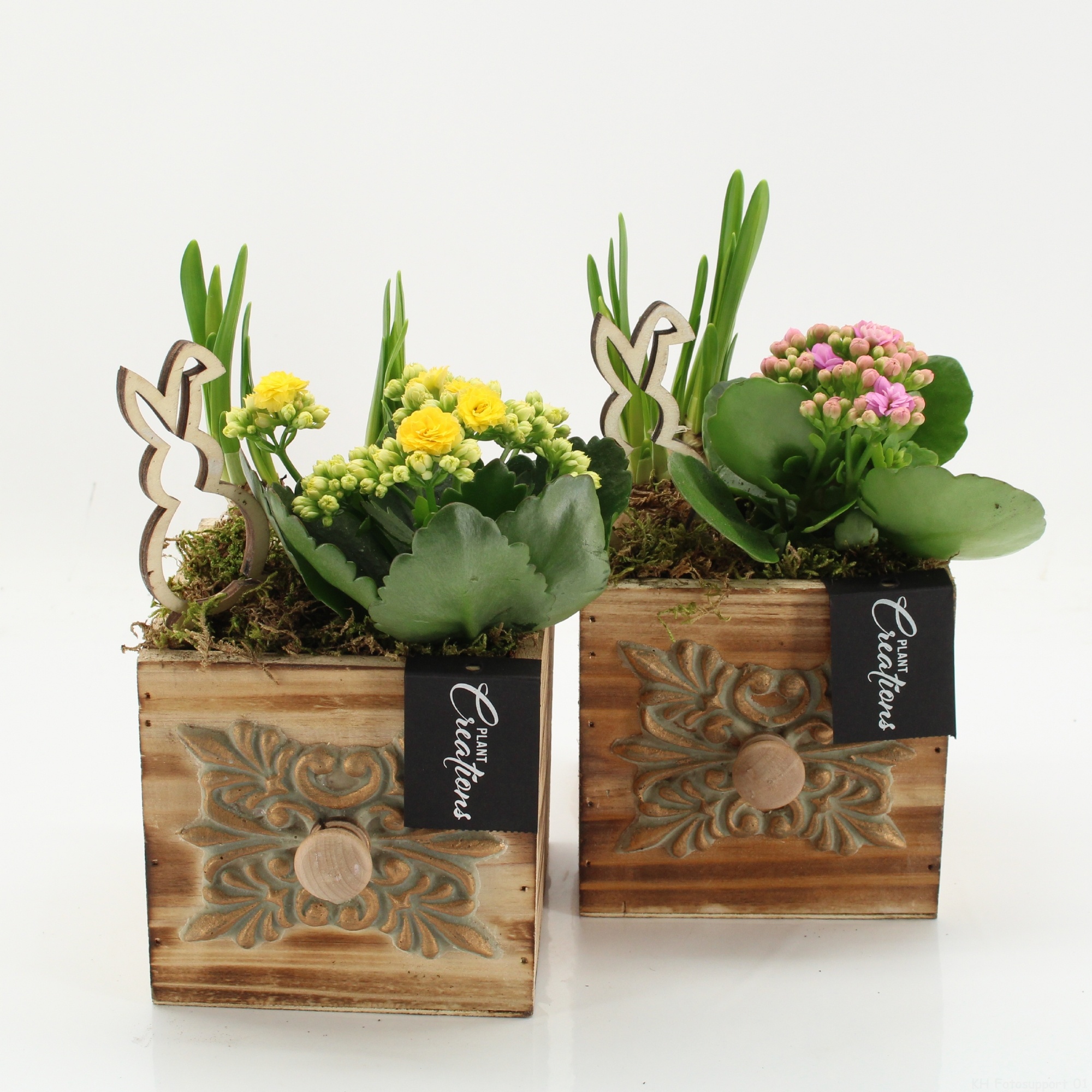 PNCR-2626 Paas narcis creatie, D 12