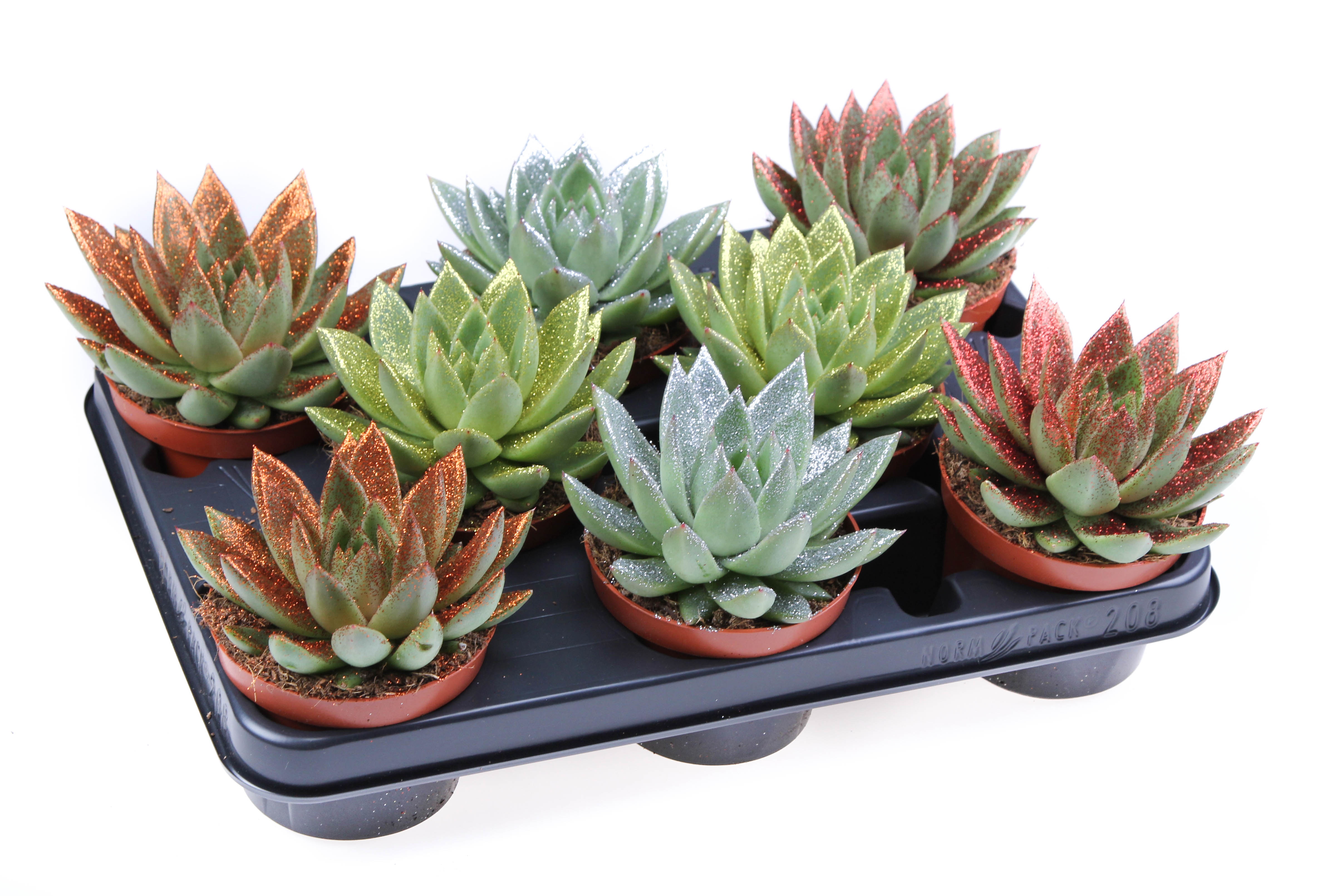 Bio miranda naturel glitter mix, D 10,5