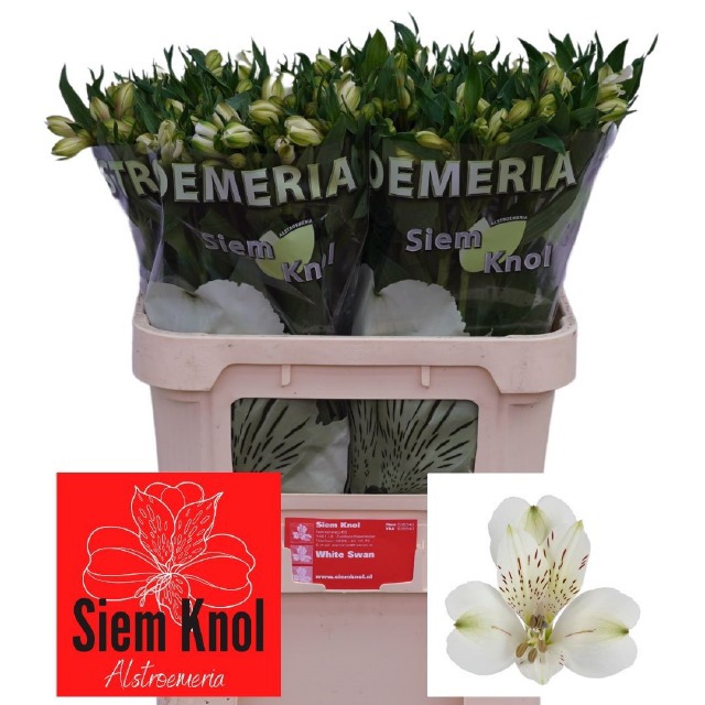 Альстромерия Вайт Свон (бел.), шт.