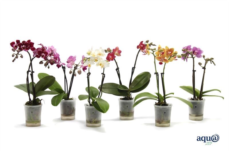 Phal p06 Tiny Dolls mix 2T10+ Aqu@, D 6