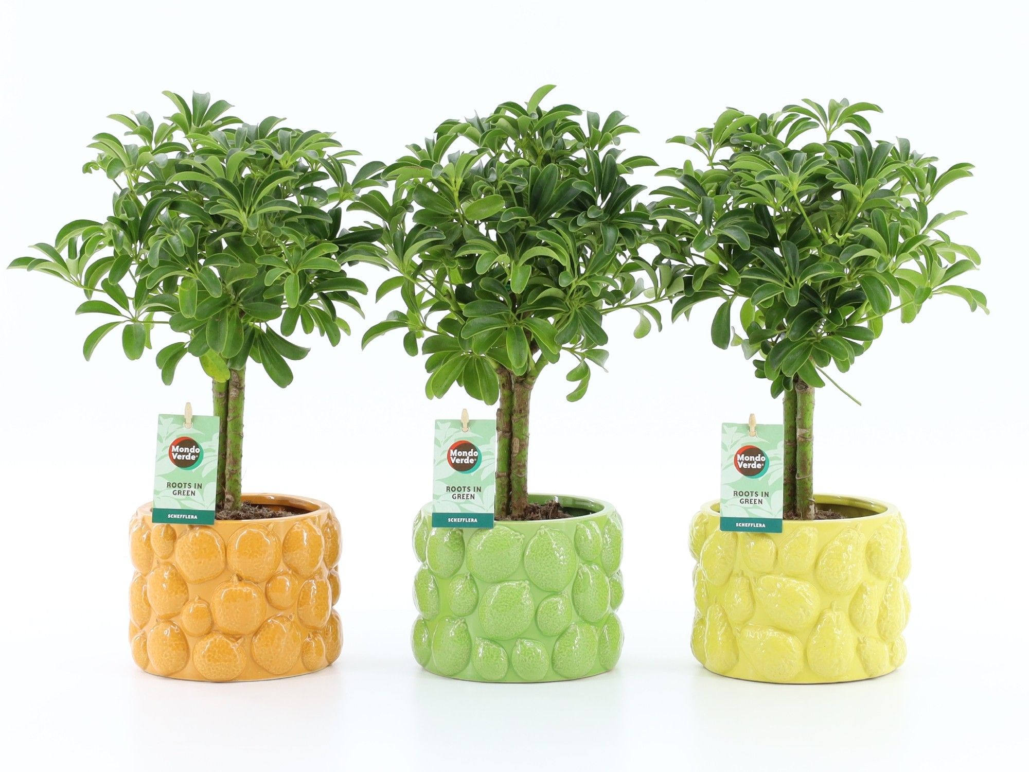 Schefflera Luseana in Dolce Frutta, D 15