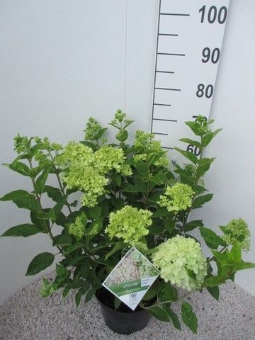 Hydrangea pan. Little Lime stuik 30-40 P26, D 26