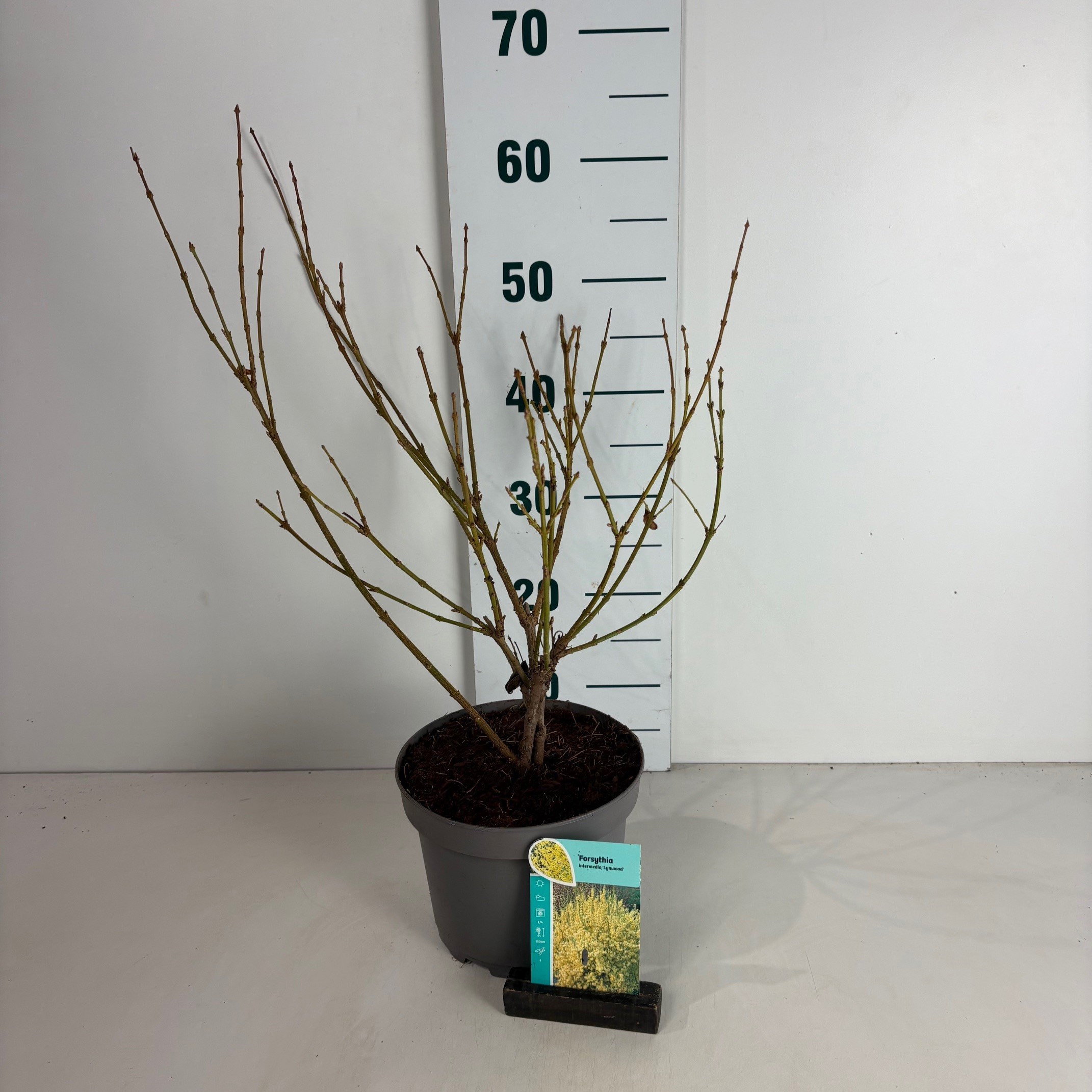 Forsythia intermedia Lynwood, D 20