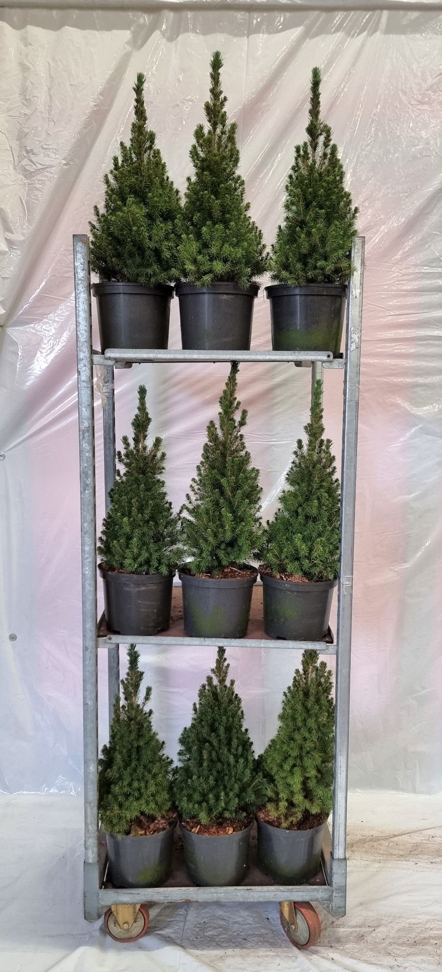 Picea glauca Conica, D 23