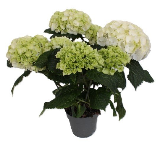 Hydrangea WIT, D 13