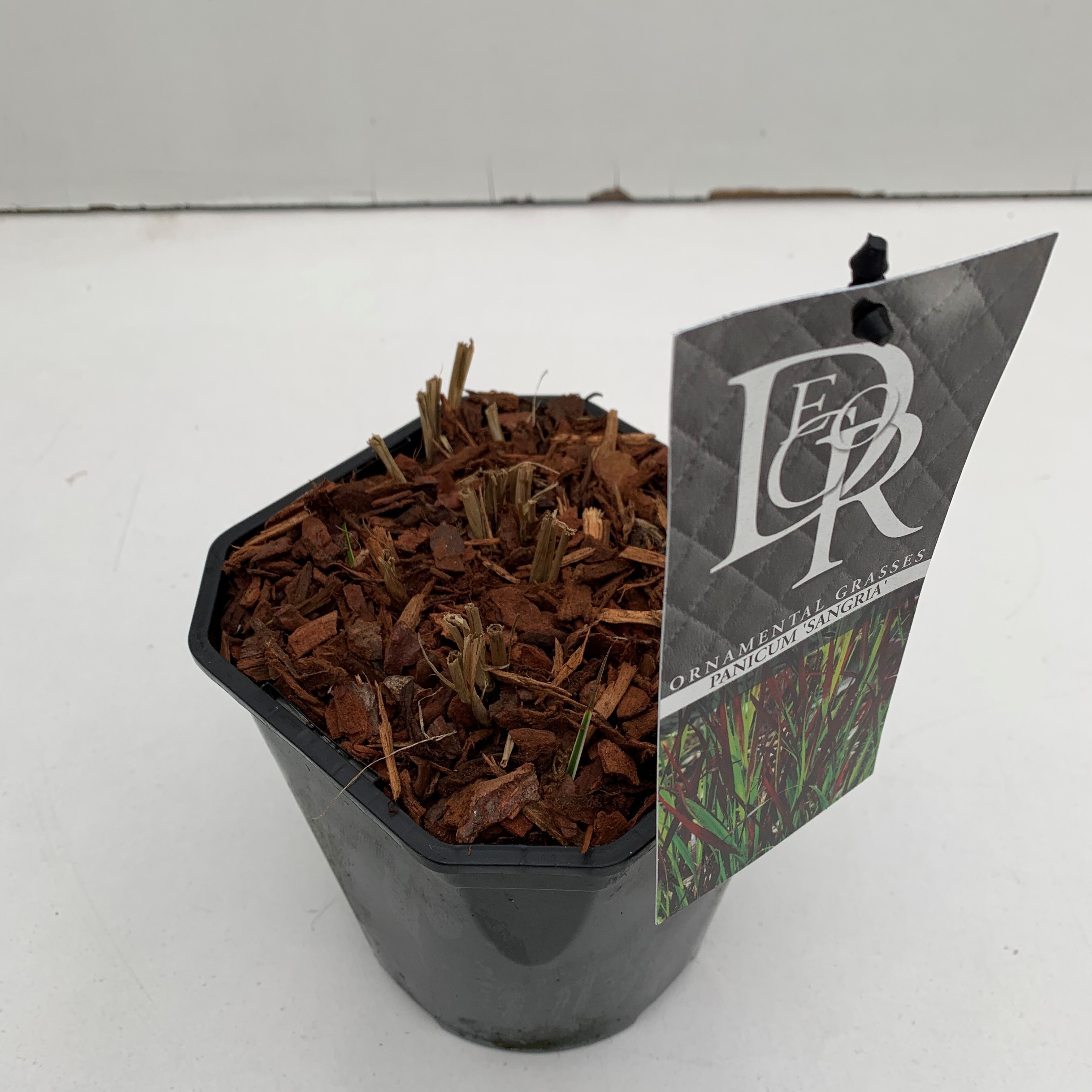 Panicum 'Sangria', D 17