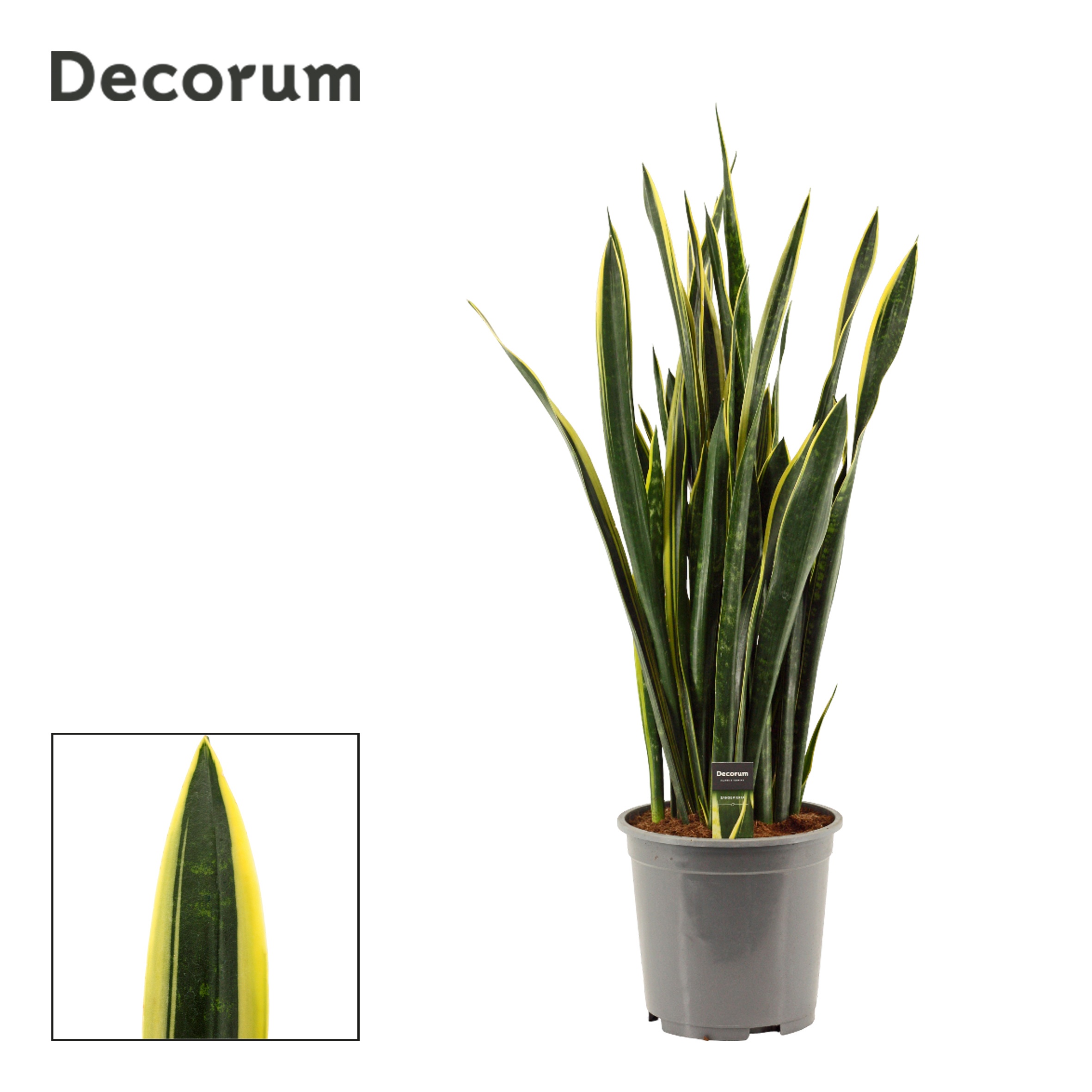 Sansevieria Gold Flame Long Leaf 27 cm (Decorum), D 27