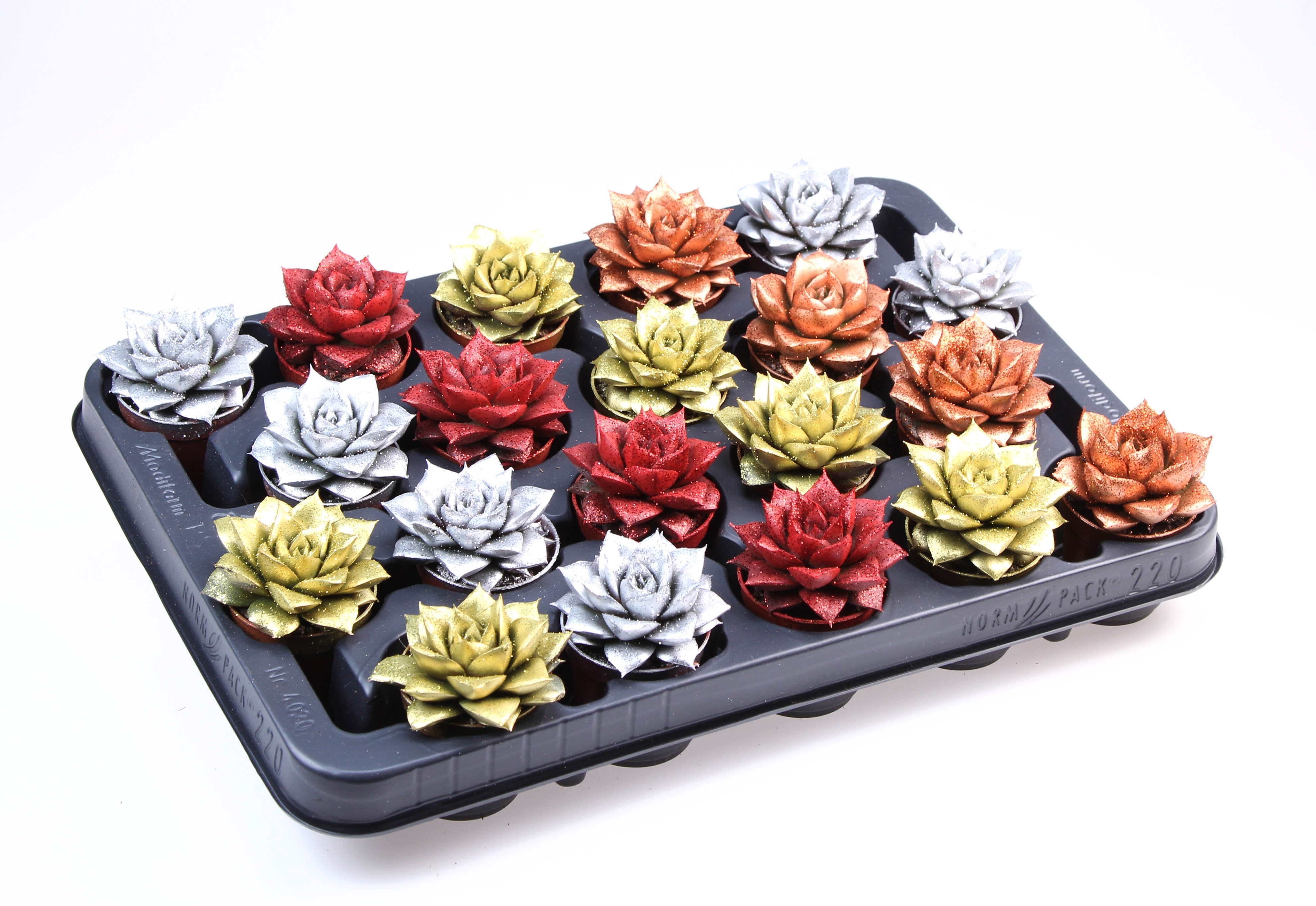 Purper glitter mix + bio glitter, D 5,5