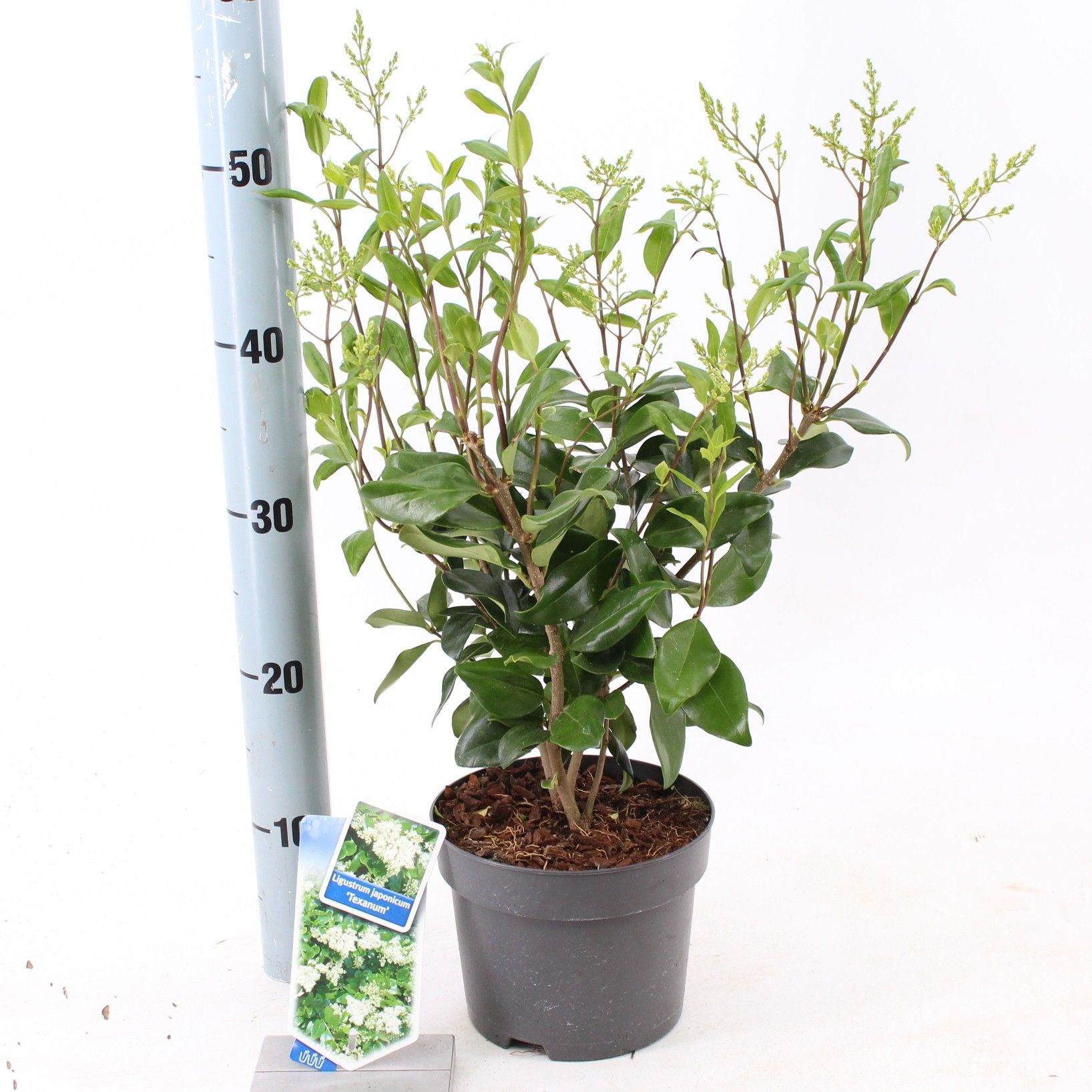 Ligustrum jap. 'Texanum', D 17