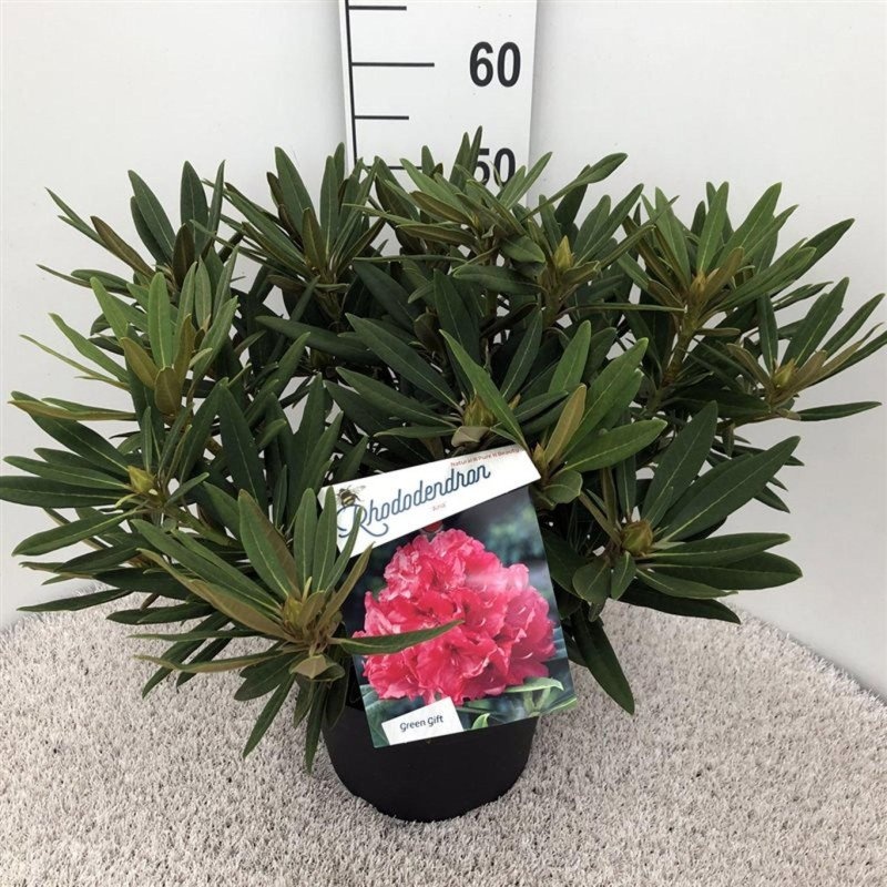 Rhododendron 'Ana', D 29