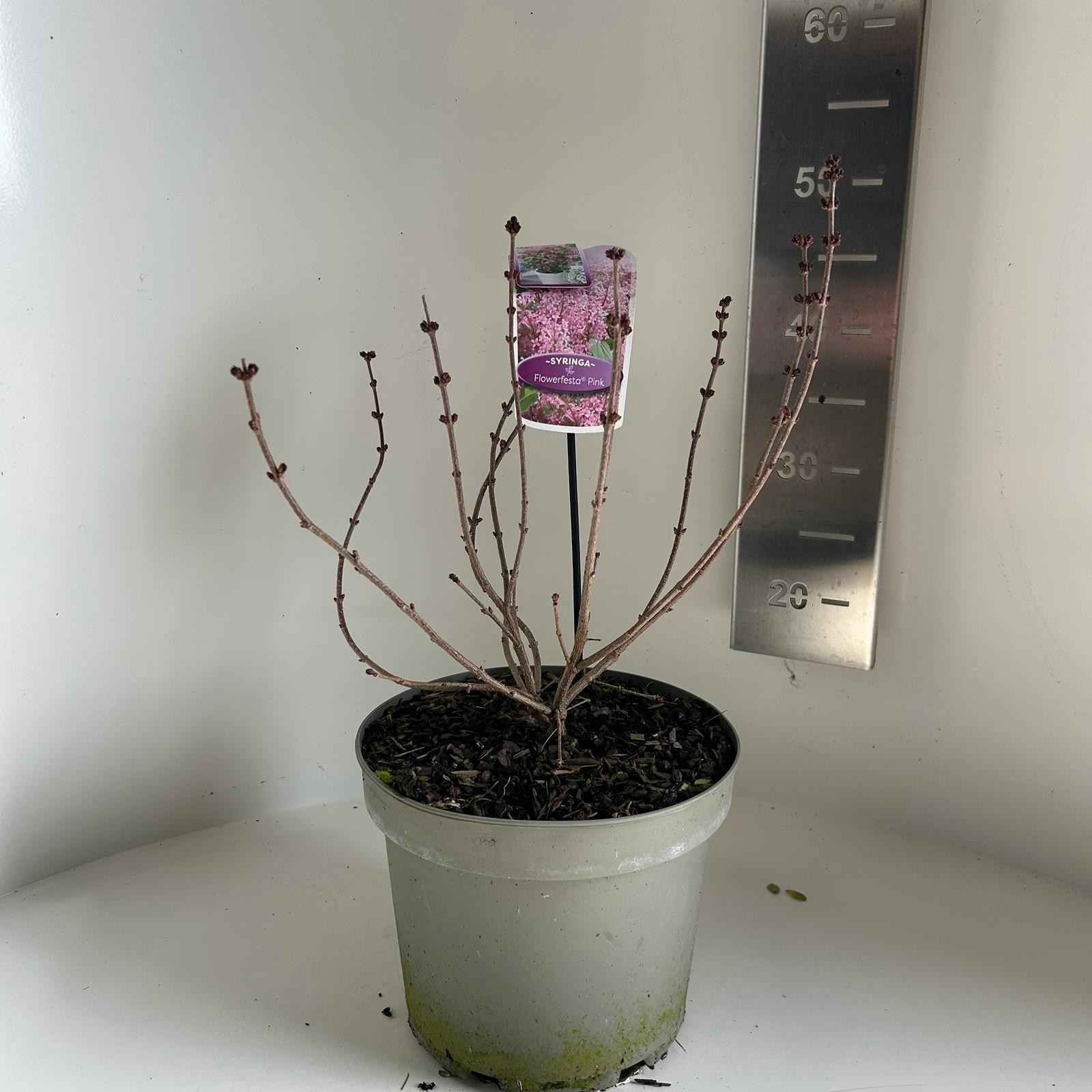 Syringa meyeri flowerfesta pink, D 23