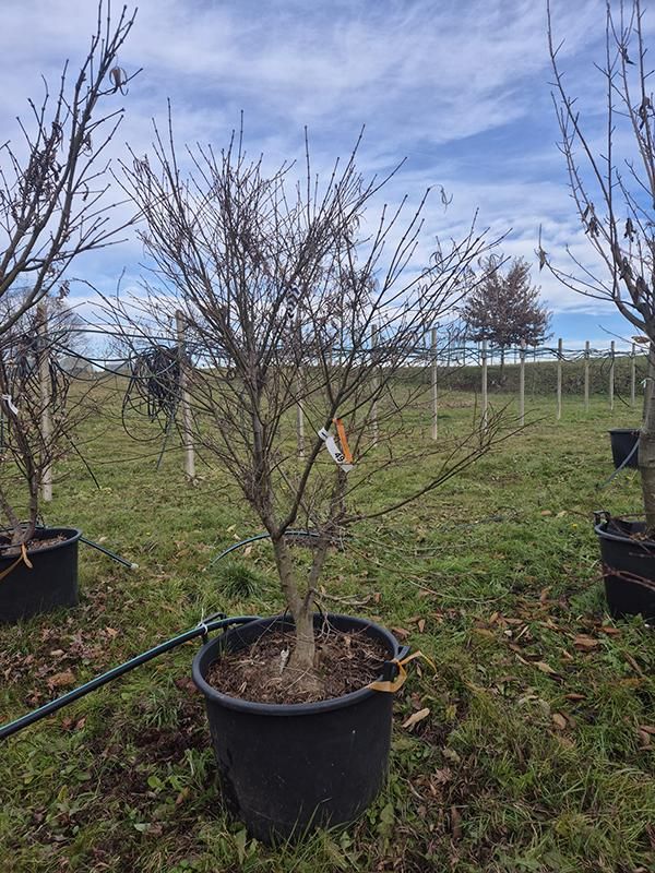 Acer pal. 'Linearilobum', D 62