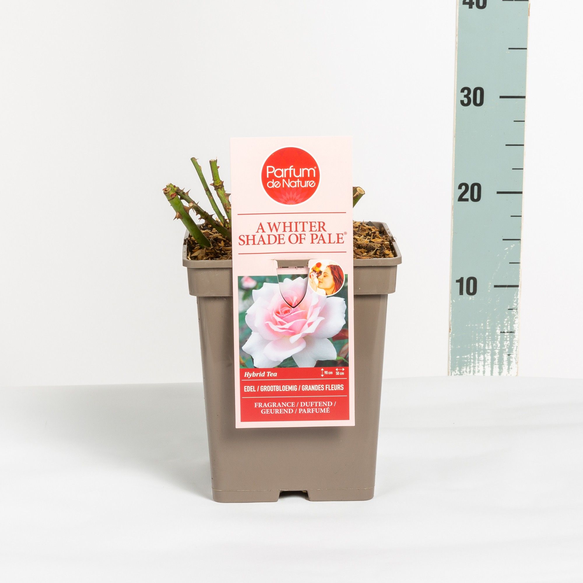 Rosa A Whiter Shade of Pale ® 'Parfum de Nature', C5, D 23