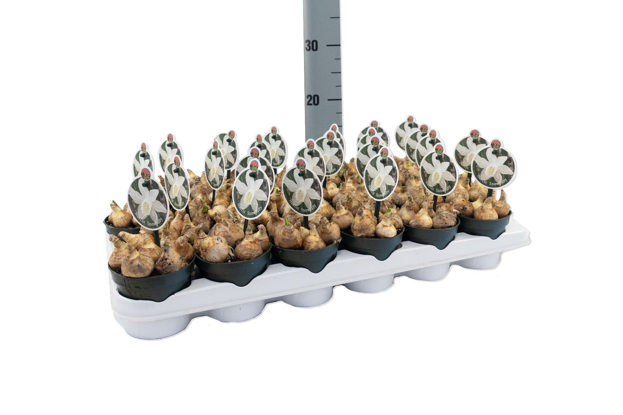 Narcis Snow Baby, D 9