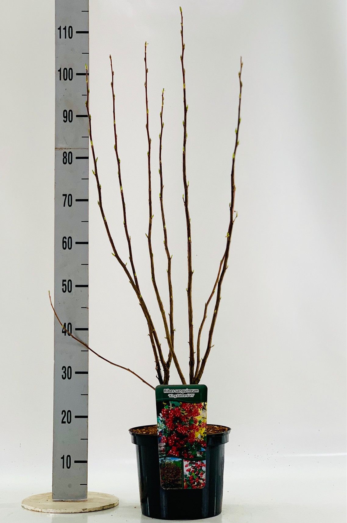 Ribes sang. 'King Edward', D 23