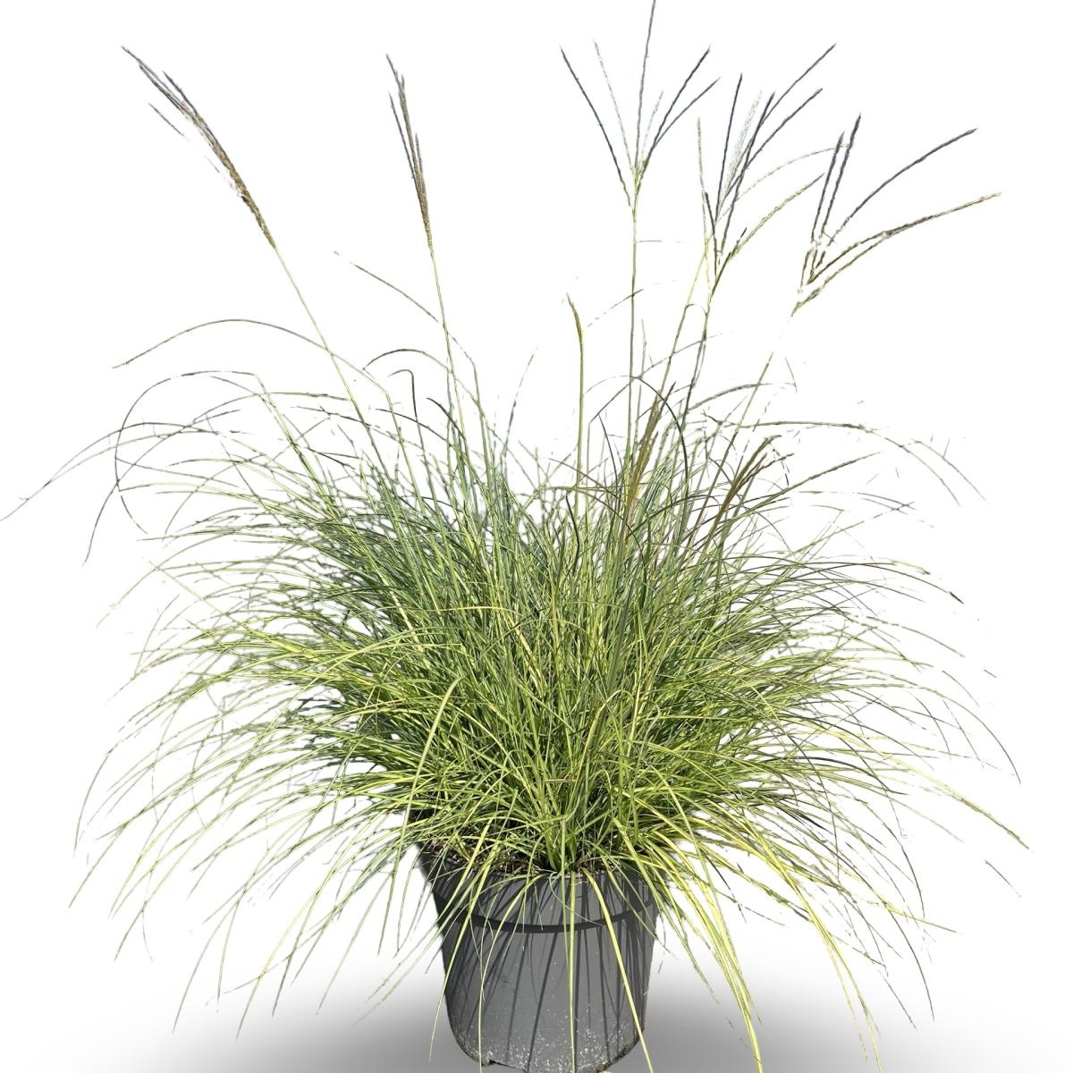 Miscanthus sin. 'Adagio', D 32