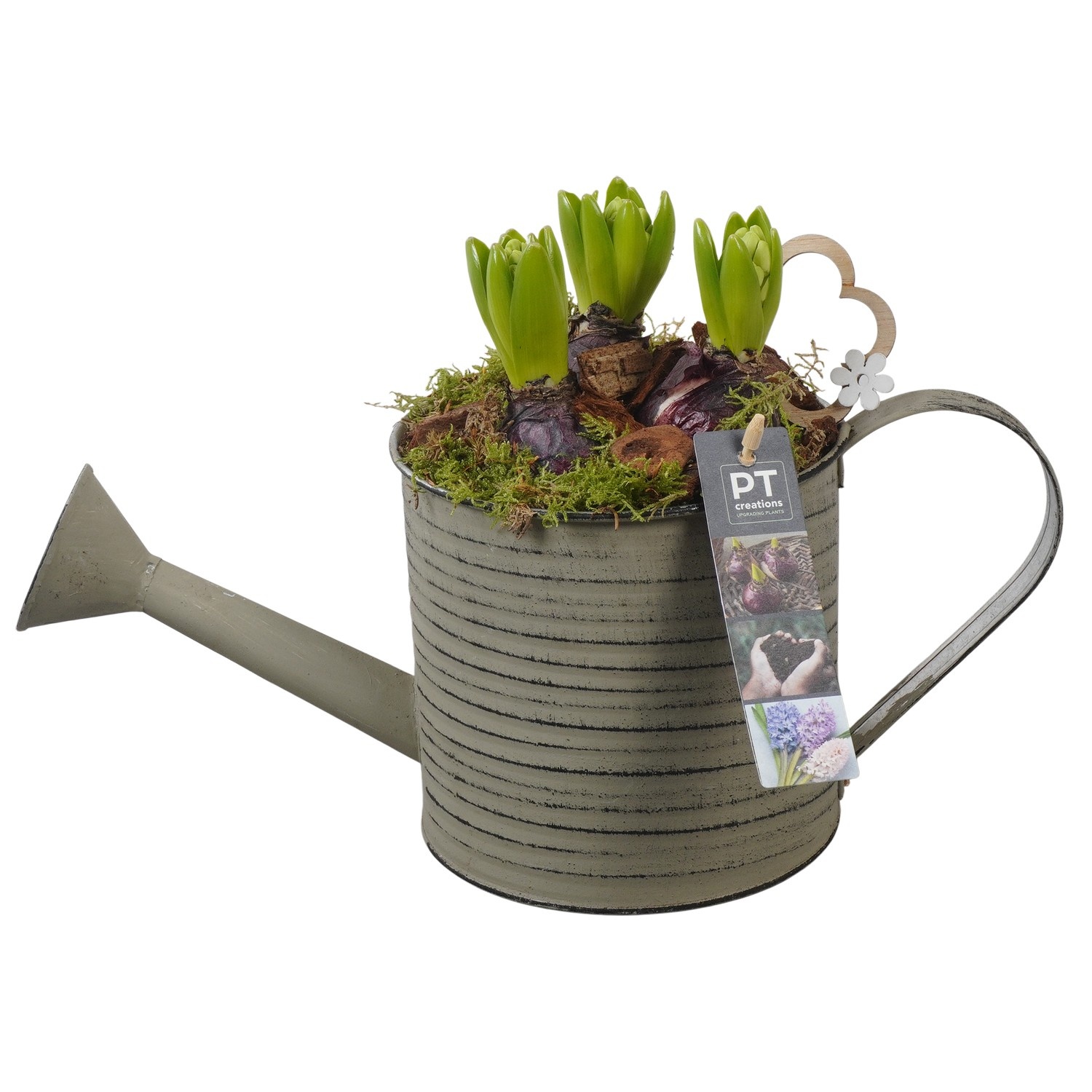 PTHC9117 Arrangement Hyacints in zink gieter, D 14