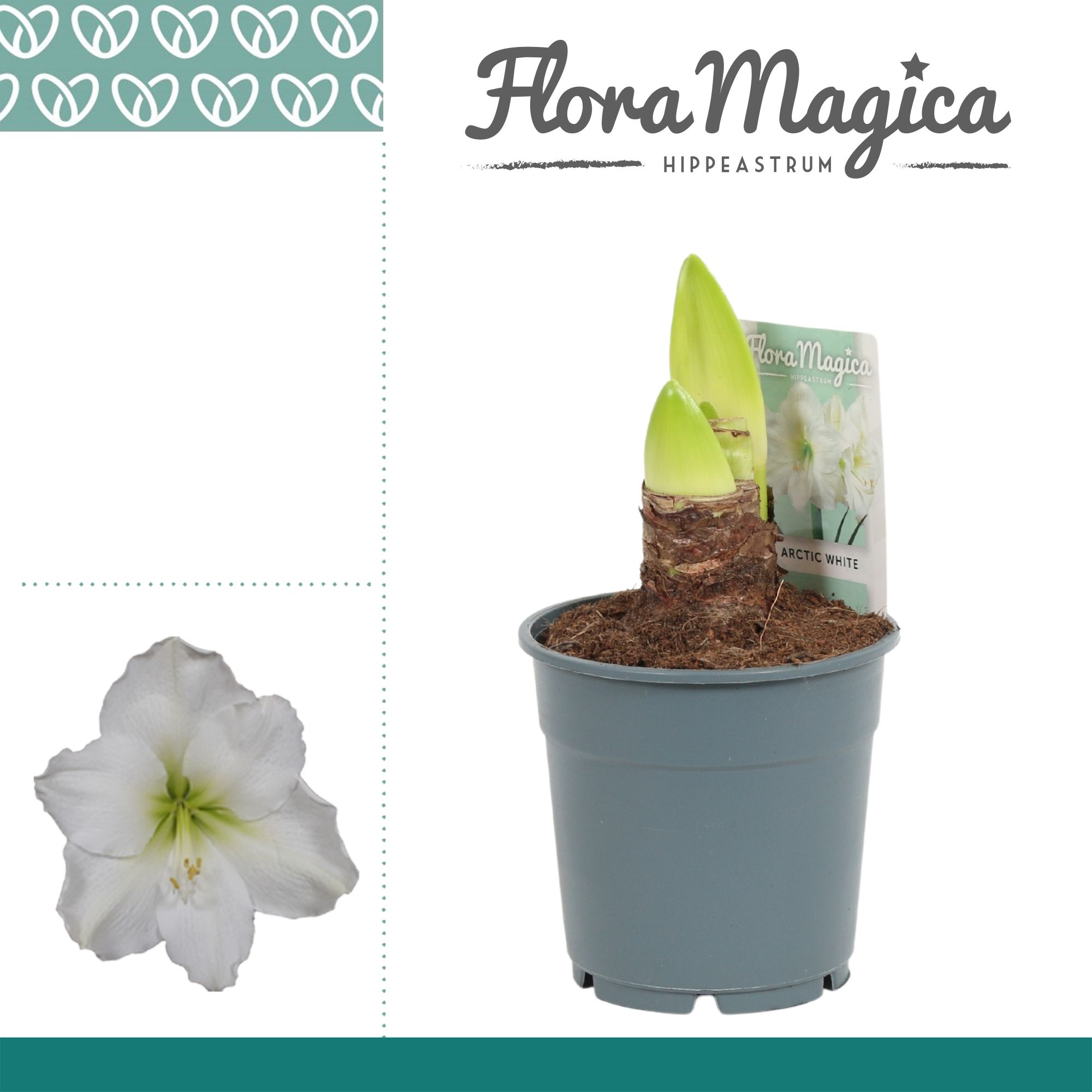 Amaryllis Arctic White 2 Knop, D 12