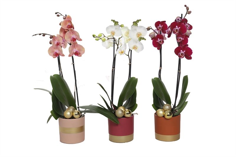 Dolomite p12 Horizon nude mix Phal mix 2T14+, D 12
