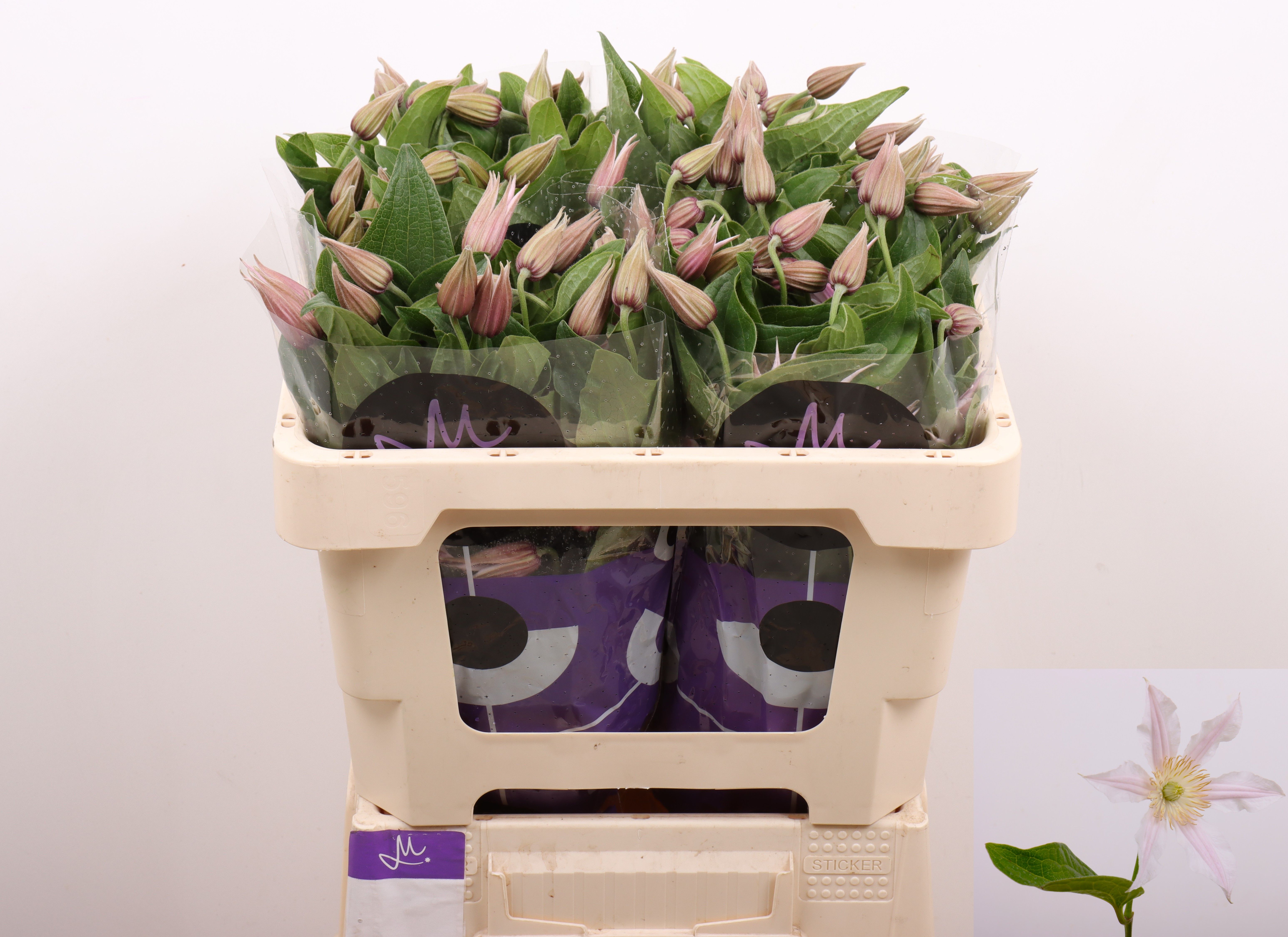 Клематис Эмейзин Канзас 50, шт.