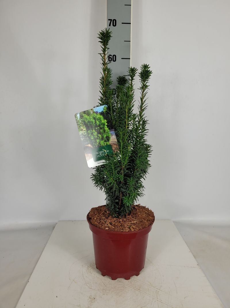 Taxus baccata 'Robin Hood' S C3 30-40, D 19