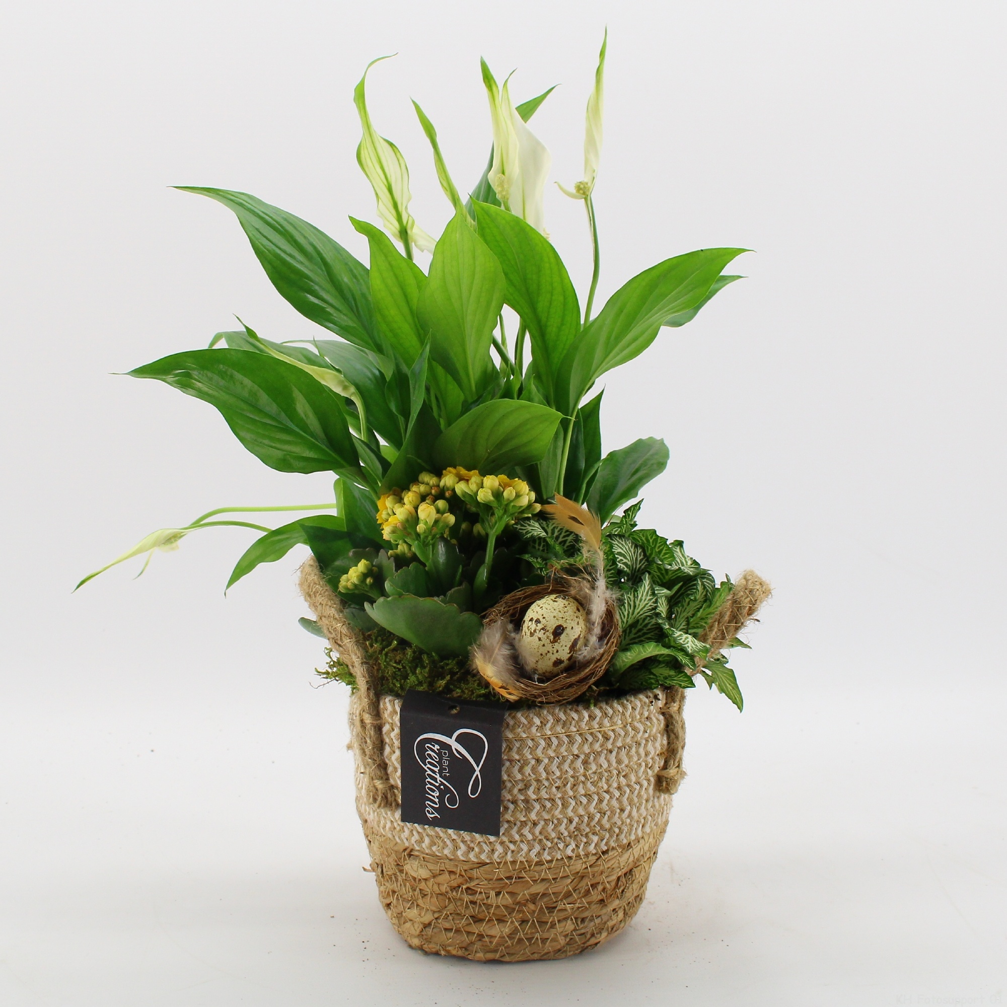 FDPS-2617 Easter Fundamentals, D 14