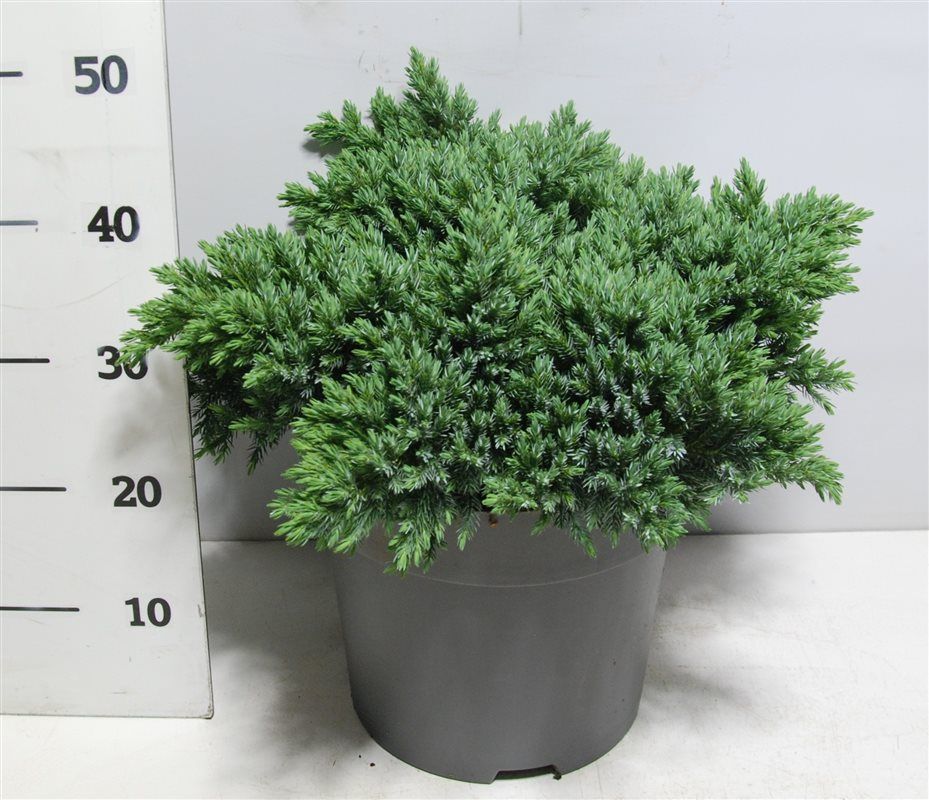 Juniperus squamata 'Blue Star', D 32
