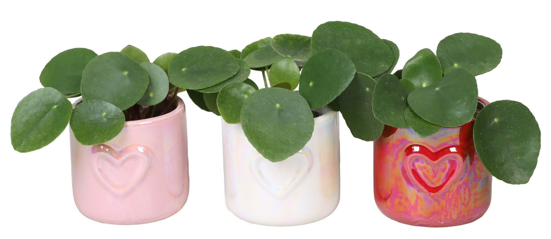 L 67335 With Pilea Peperomides 6 cm, D 6