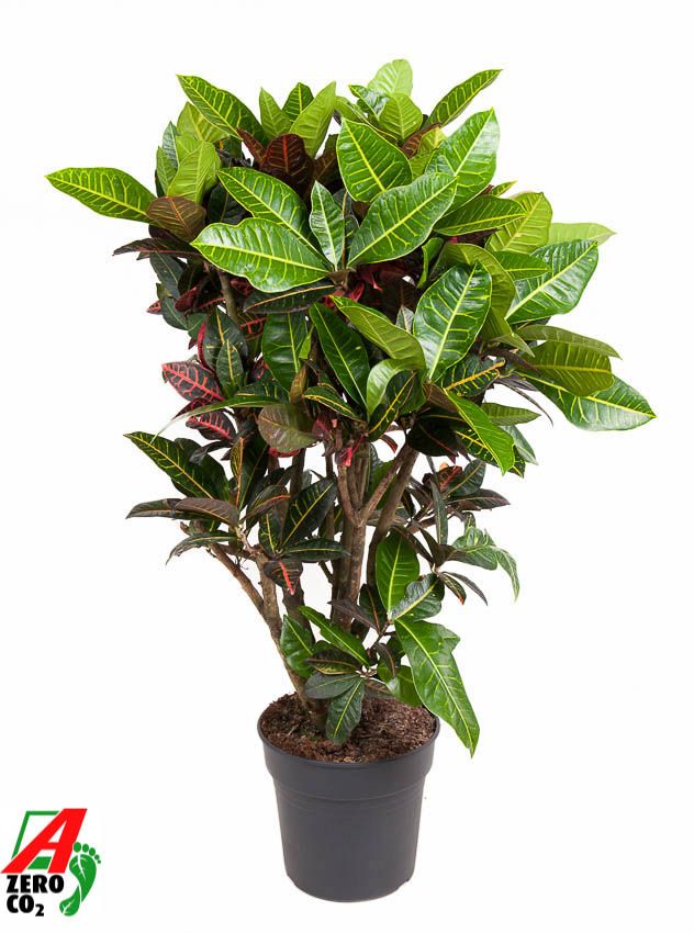 Codiaeum Petra vertakt P31-140, D 31