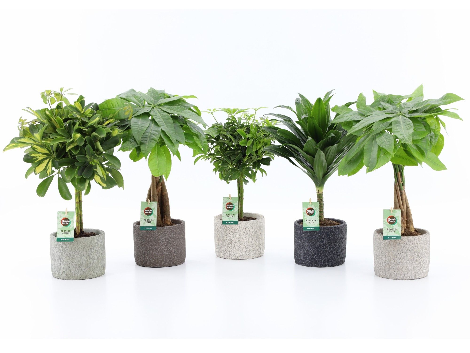 Stammenmix in Classic Stone, D 14