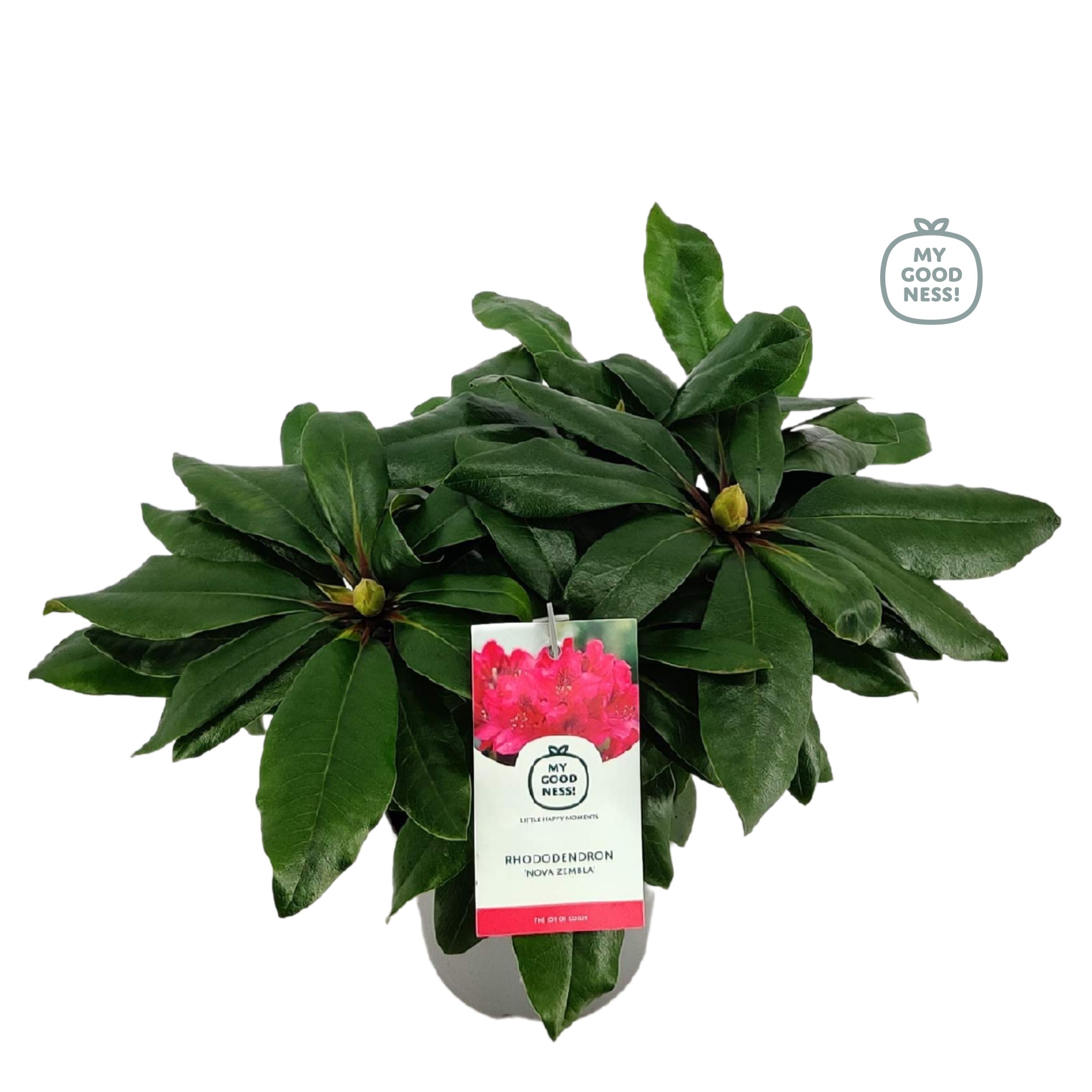 Rhododendron 15-20 /1.5 liter 'Nova Zembla', D 15