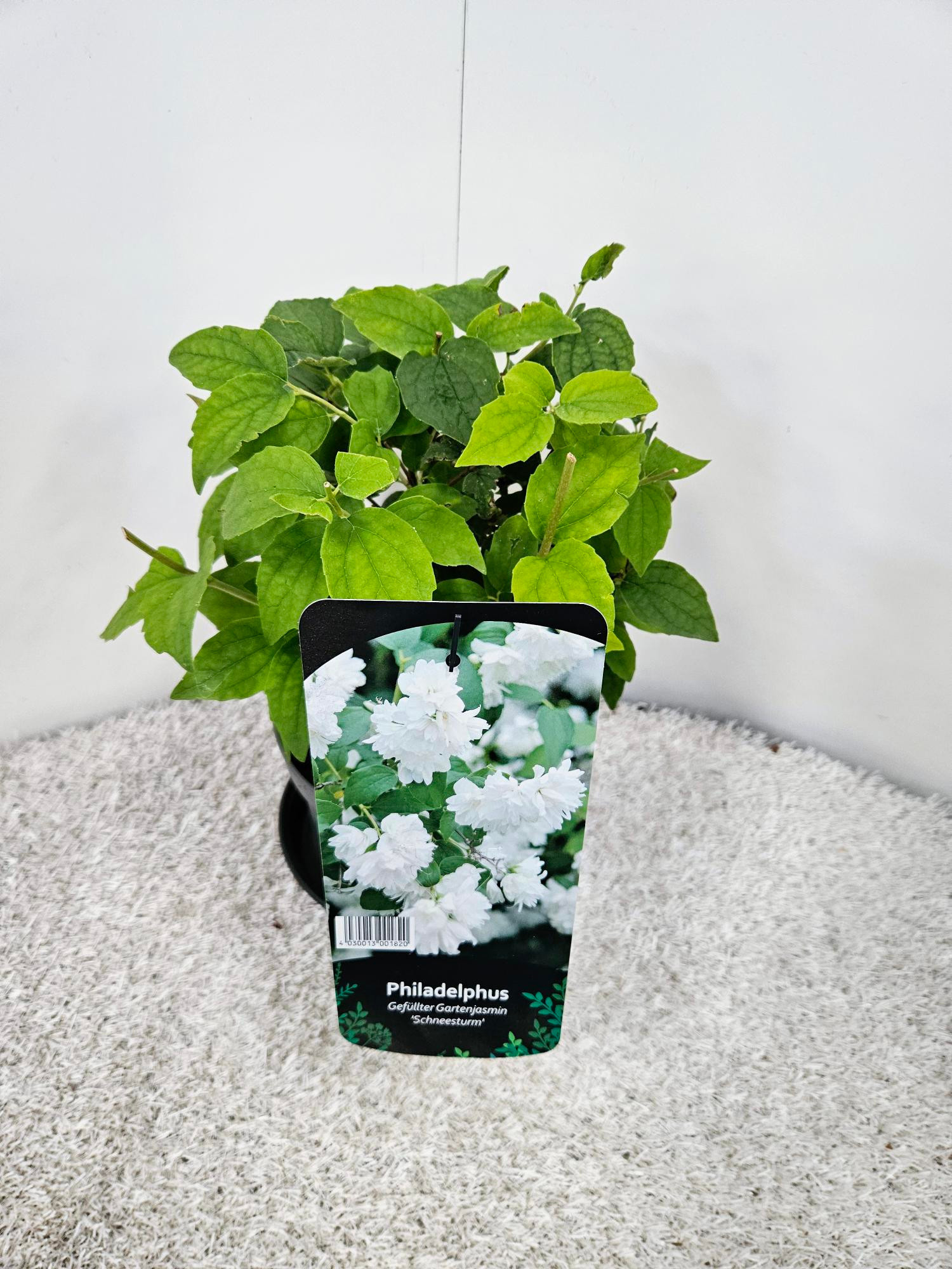 Philadelphus Schneesturm, D 19