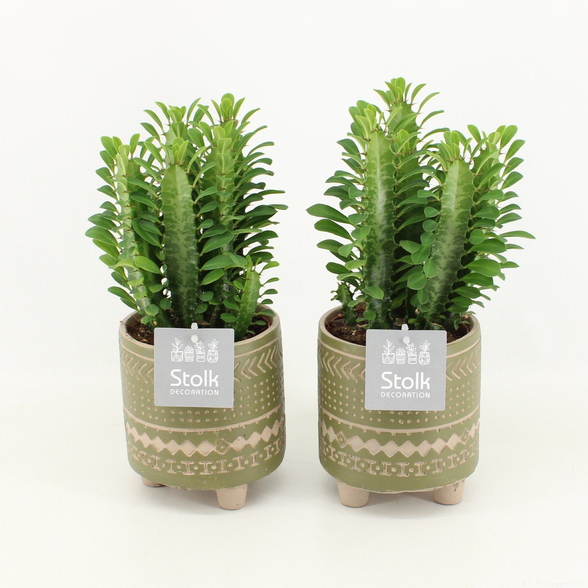 Euphorbia Trigona Groen in Maya Green pot, D 13