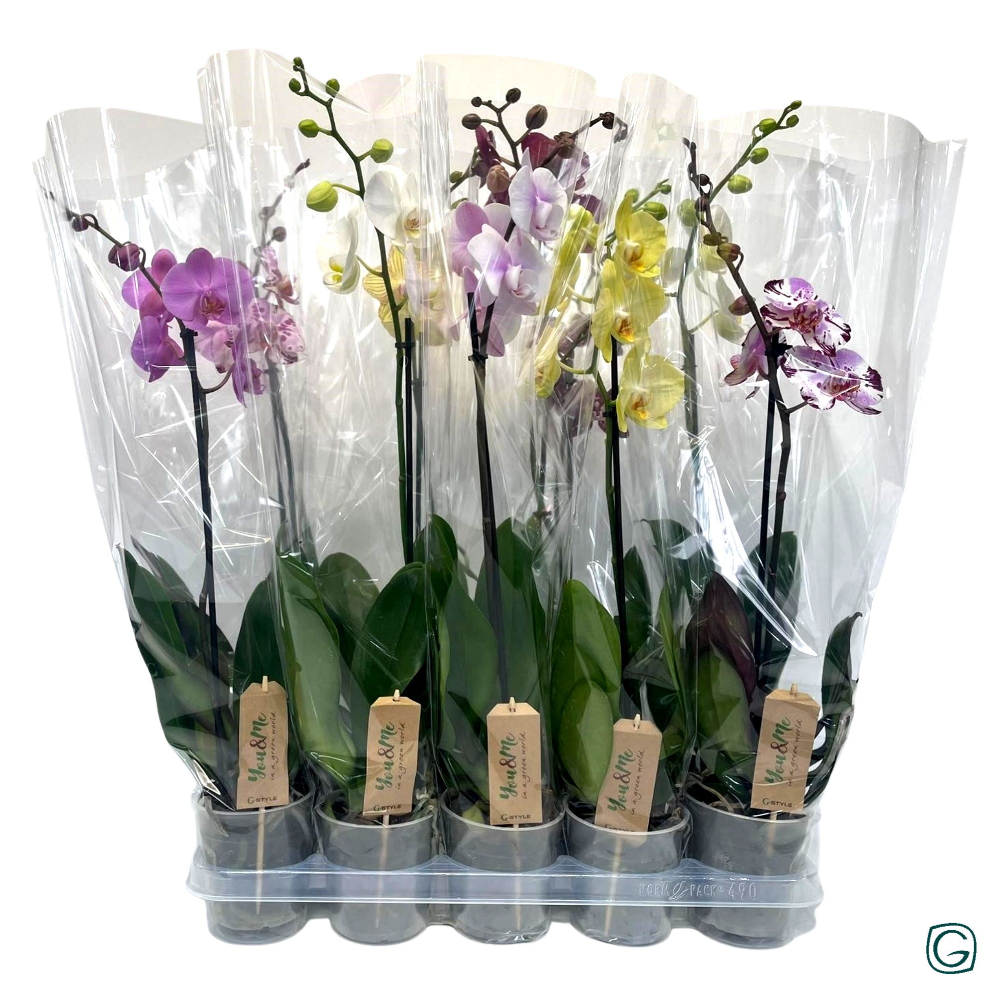 Phal. 1 tk mix 9+ XL, D 12