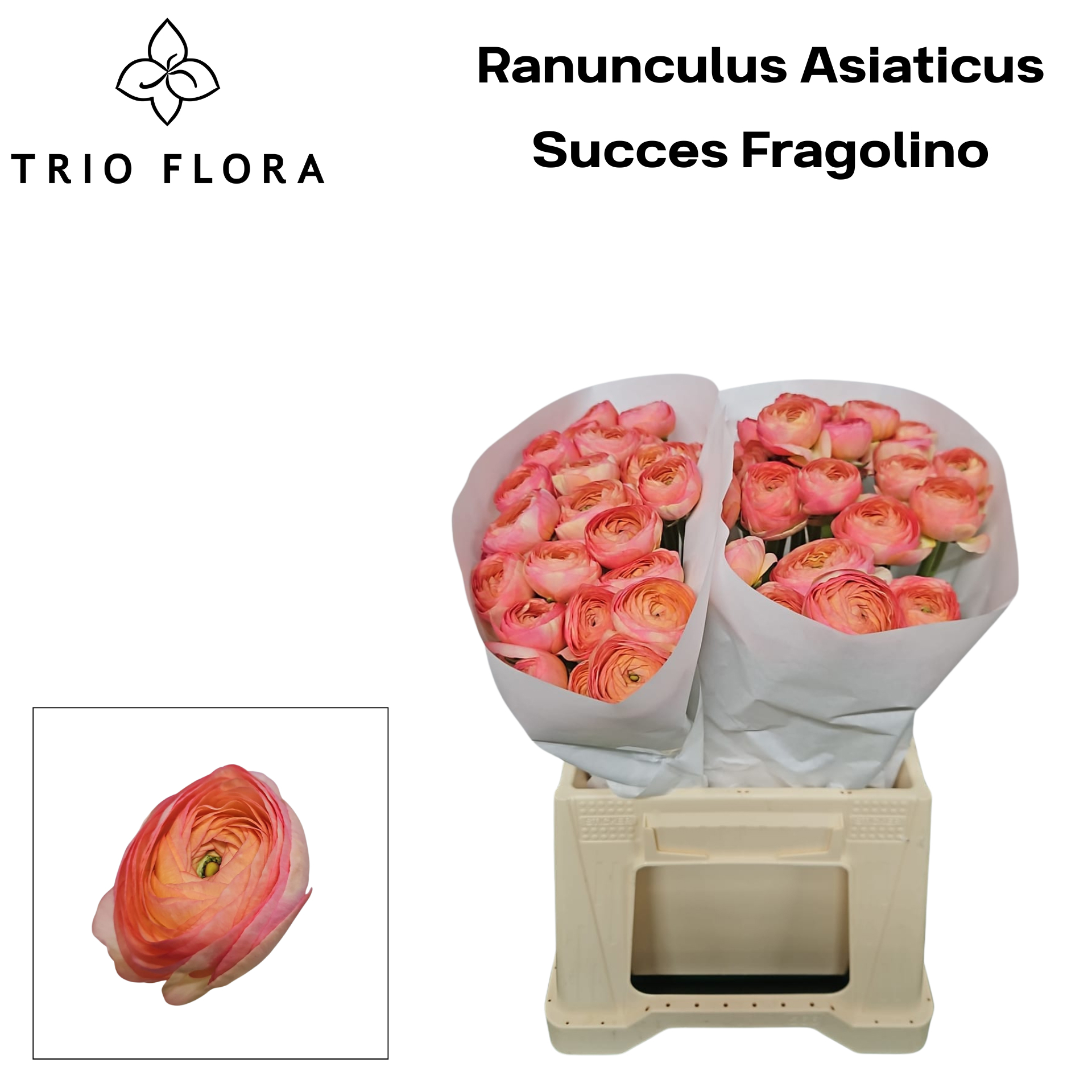 Ранункулус Саксесс Фраголино 45, шт.