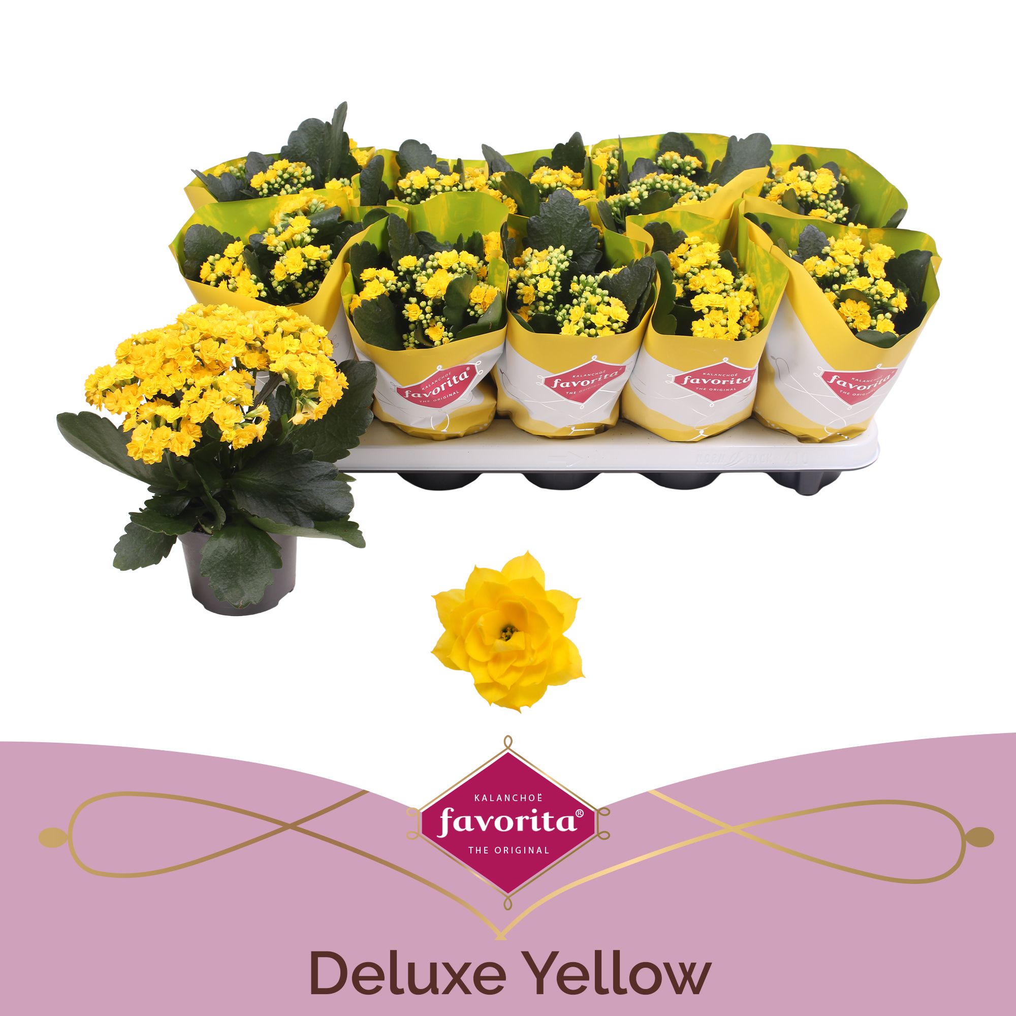 Kalanchoe Double Deluxe Yellow stadium 2, D 10,5