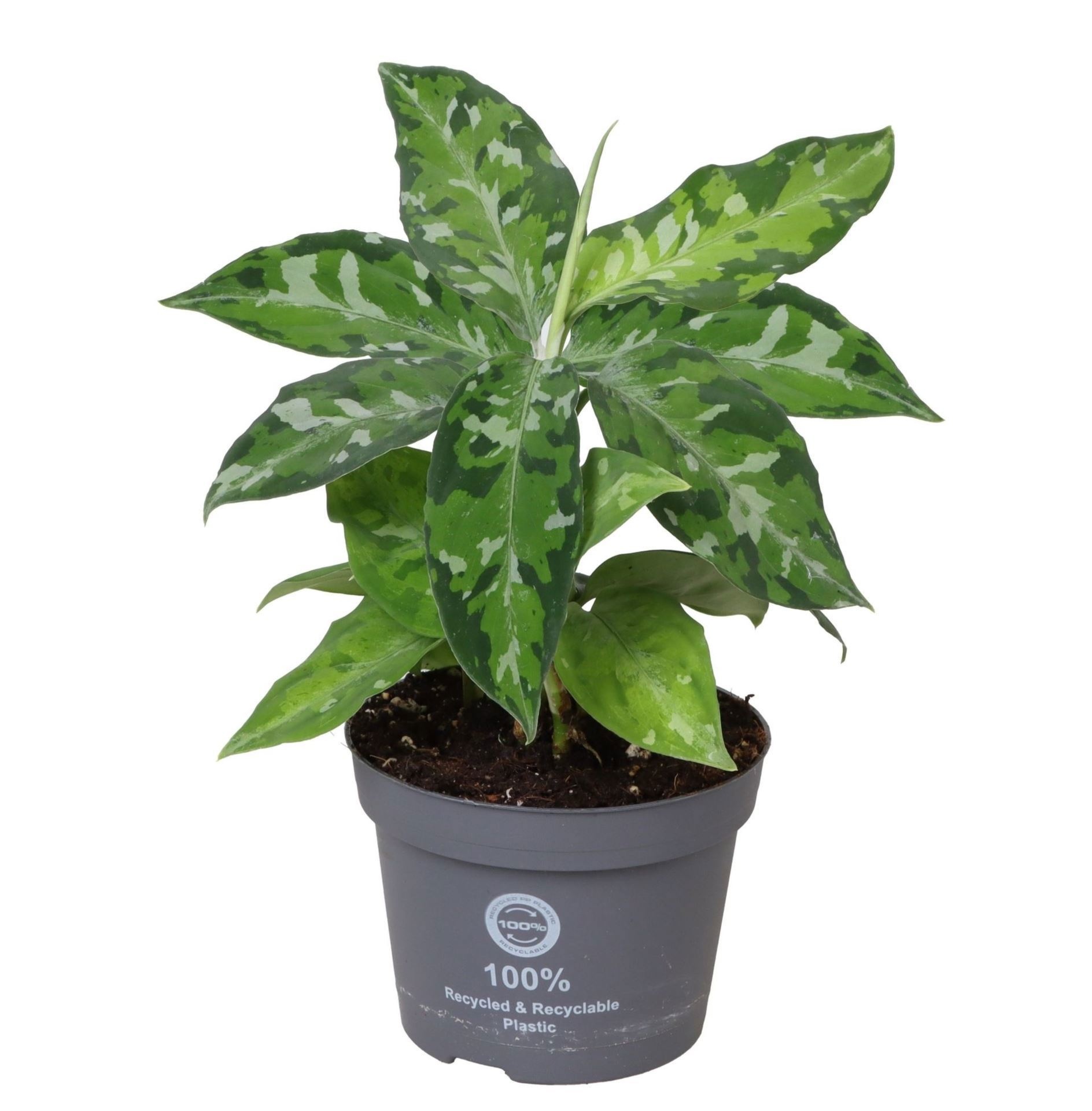 Aglaonema Pictum Tricolor 10.5 cm, D 10