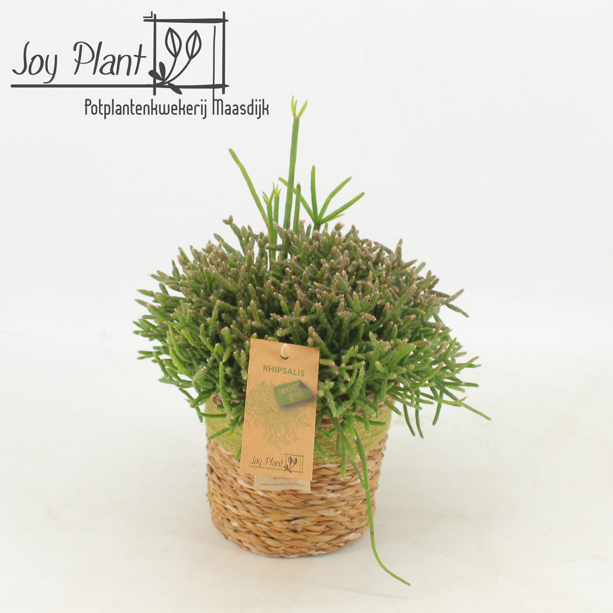 Rhipsalis Burchelli P12 Mand Gaby Green, D 13