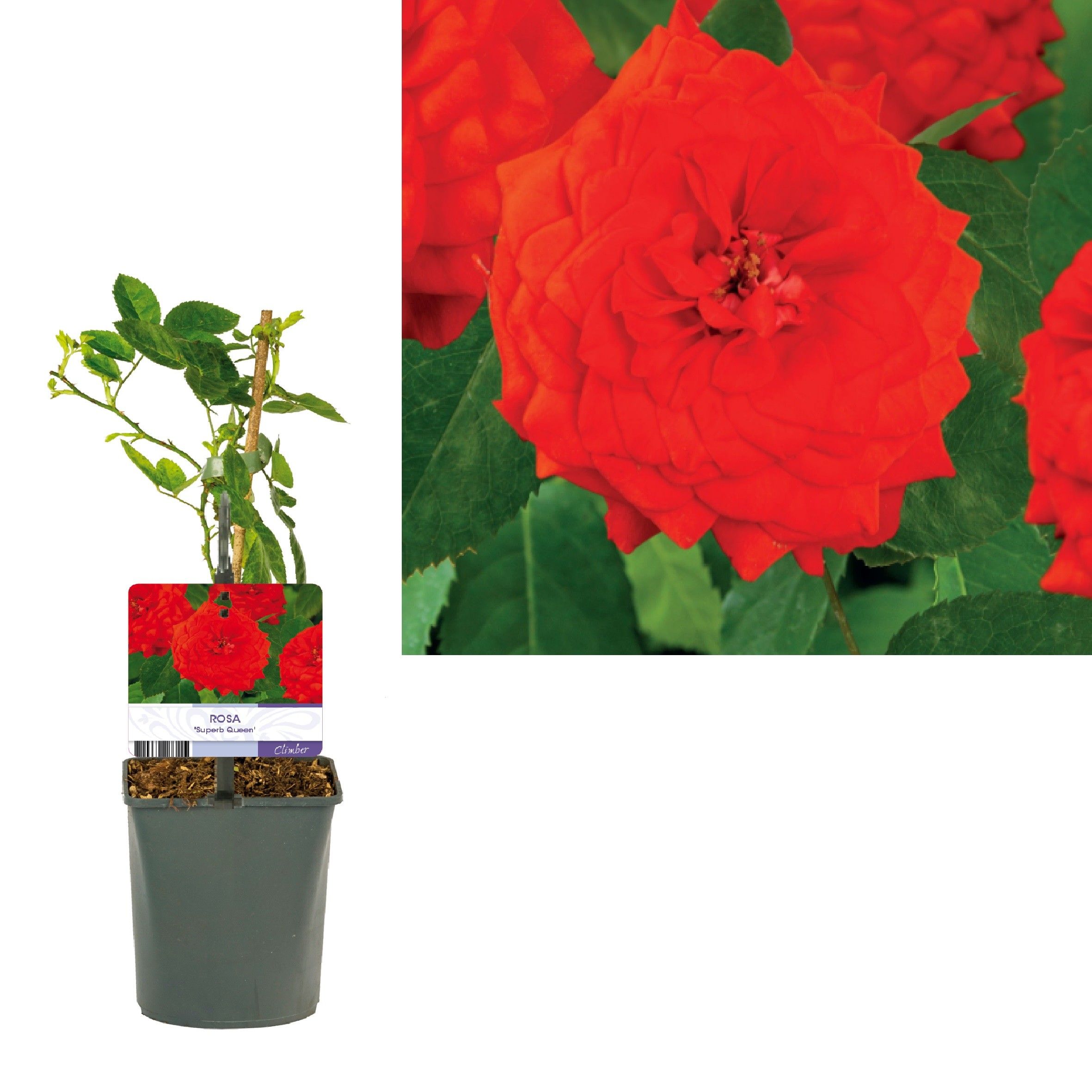 Rosa 'SuperB Queen' +light label, D 11