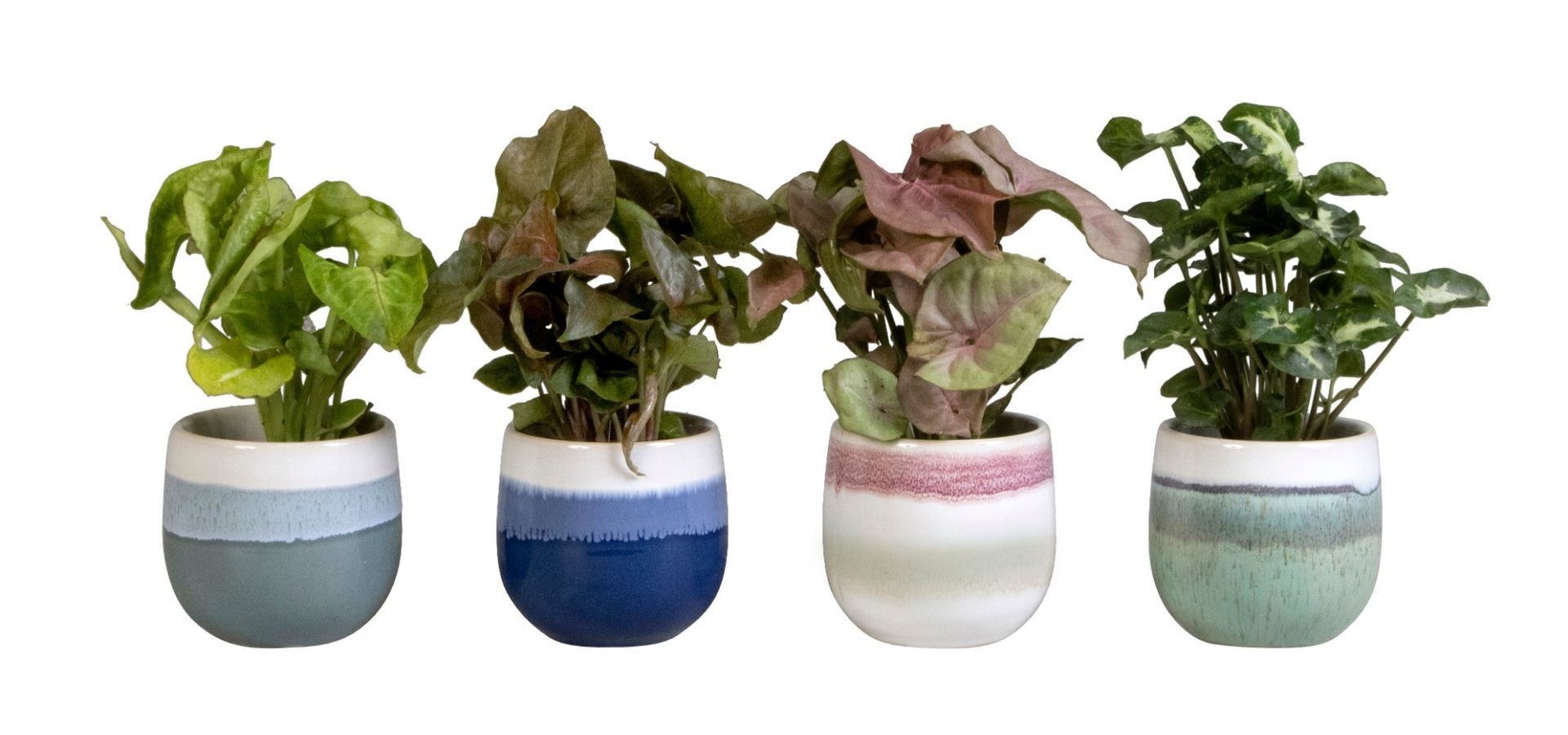 L 65414 with Syngonium Mix, D 6