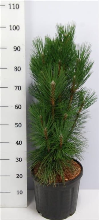 Pinus nigra 'Pyramidalis', D 32