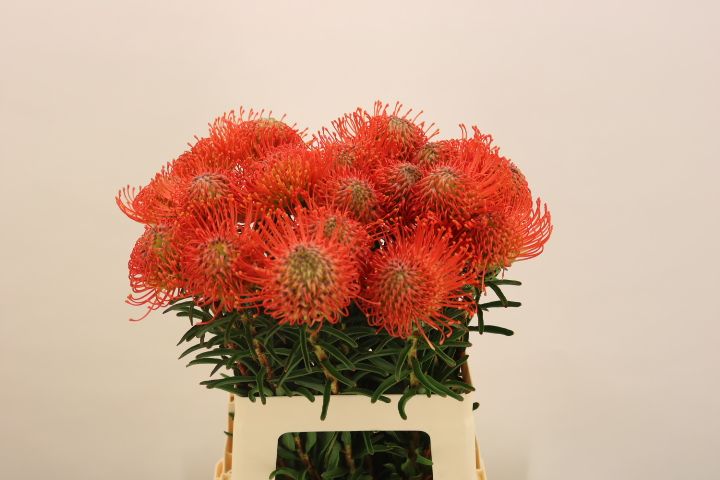 Нутанс Саксешн 60 (красн.), шт.