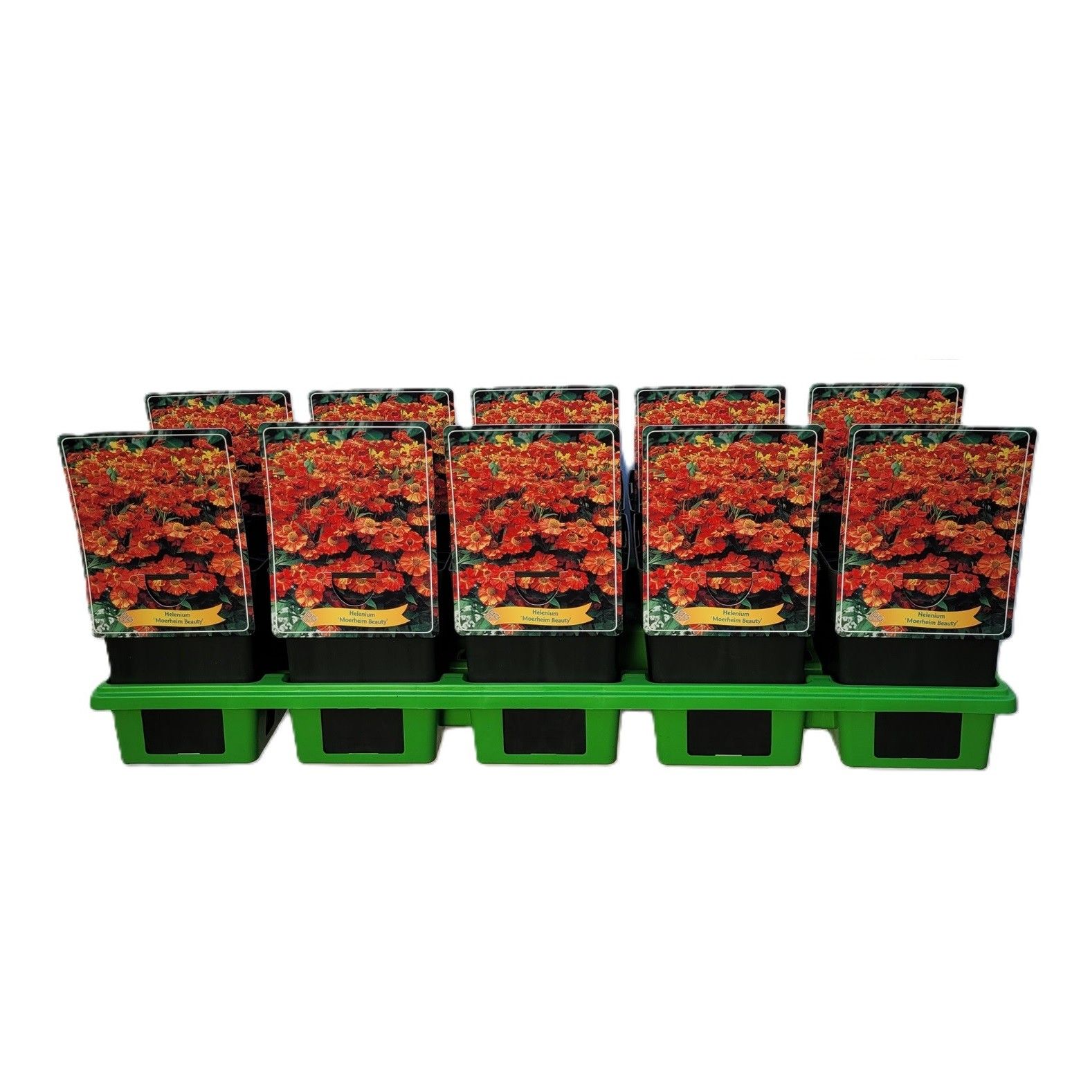 Helenium 'Moerheim Beauty' P11, D 11