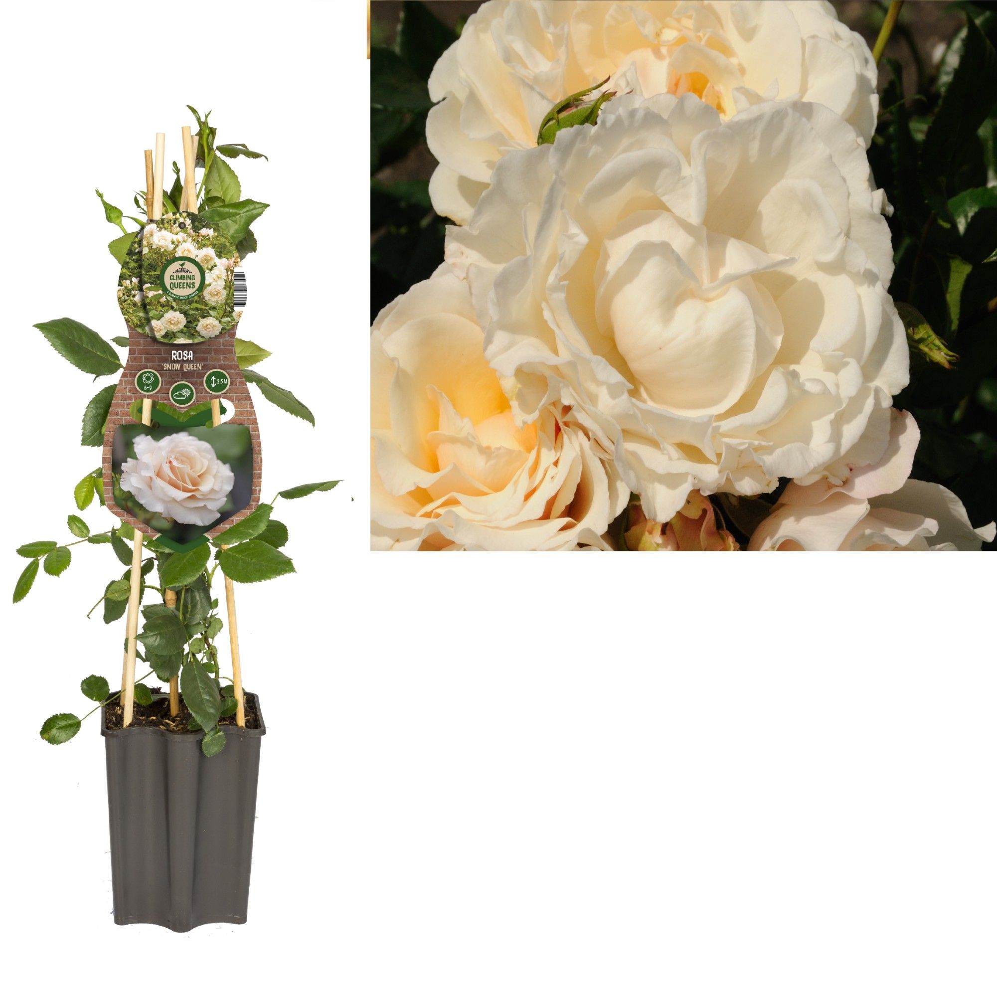 Rosa 'Snow Queen' +3.0 label, D 15