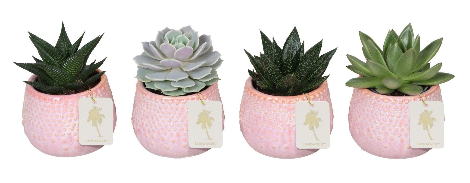 L 67260 With Succulent Mix 6 cm, D 6