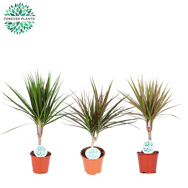 Dracaena Marginata mix p14, D 14