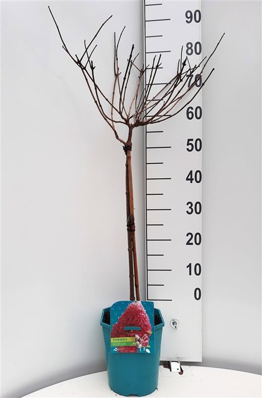 Hydrangea pan. 'Petite Flori®, D 21